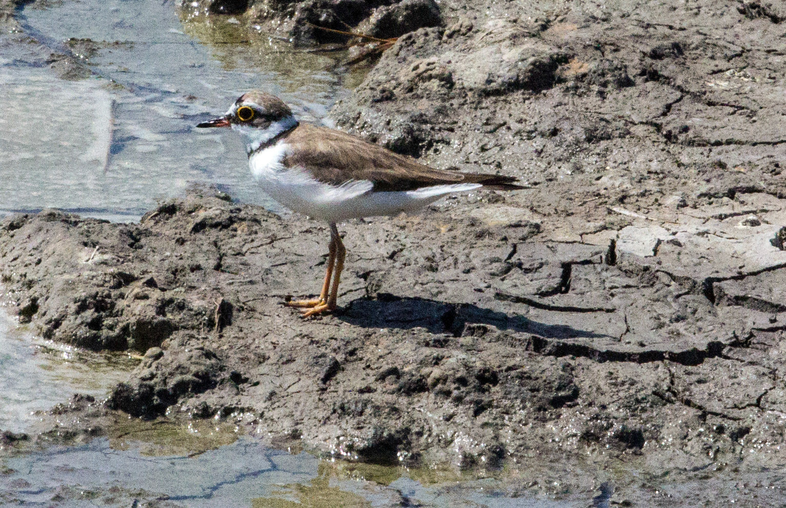 Parc Natural de s'Albufera de MallorcaPlease see my other Photographs at: www.jamespdeans.co.uk
