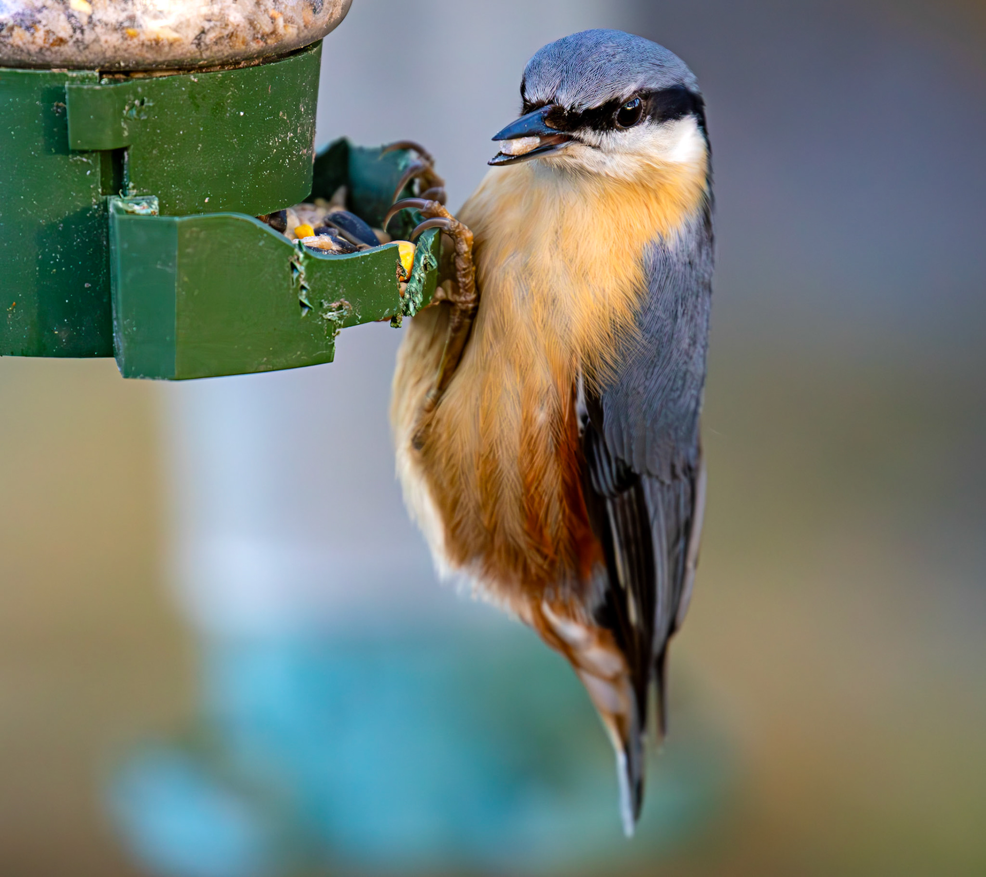 Nuthatch at Bavelaw 30 January 2025