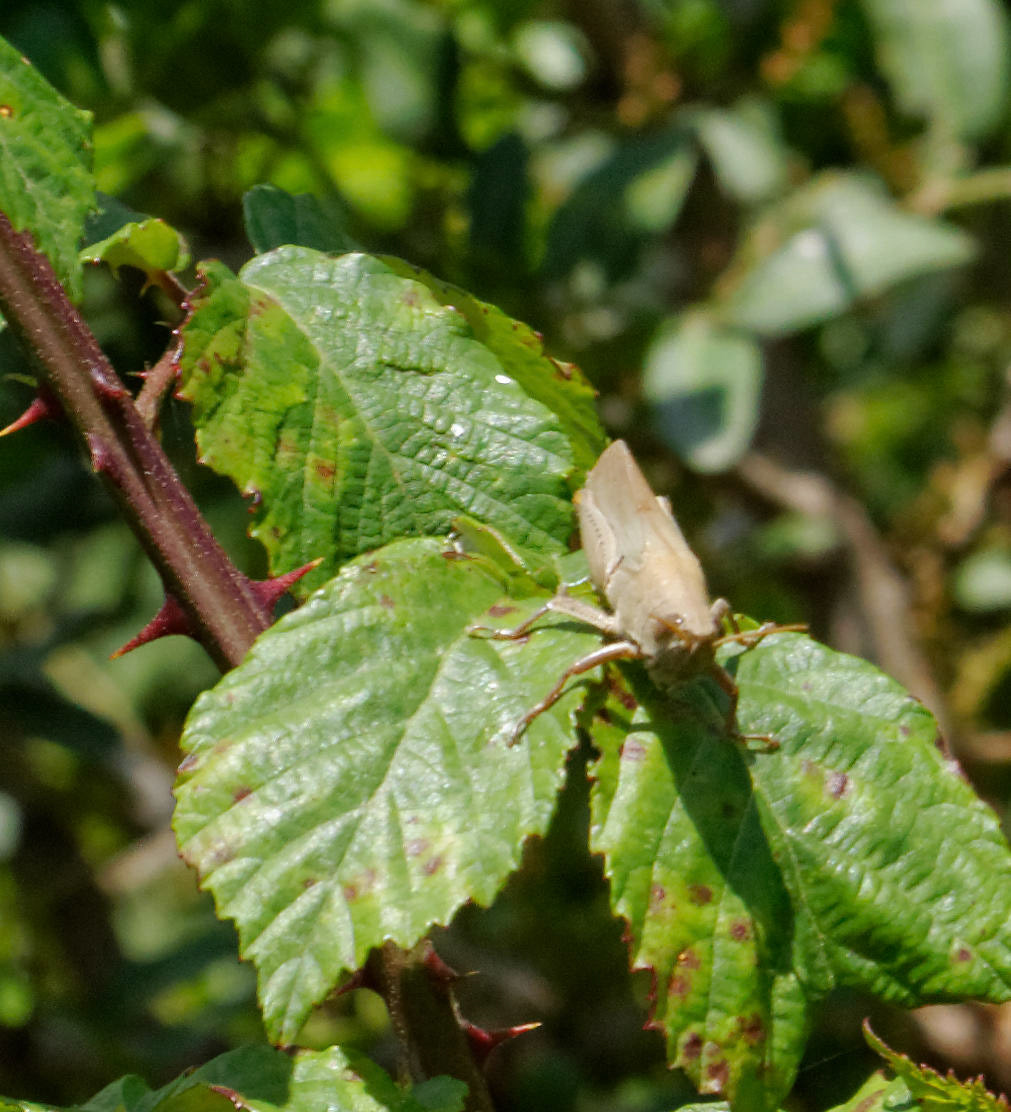 Parc Natural de s'Albufera de MallorcaPlease see my other Photographs at: www.jamespdeans.co.uk