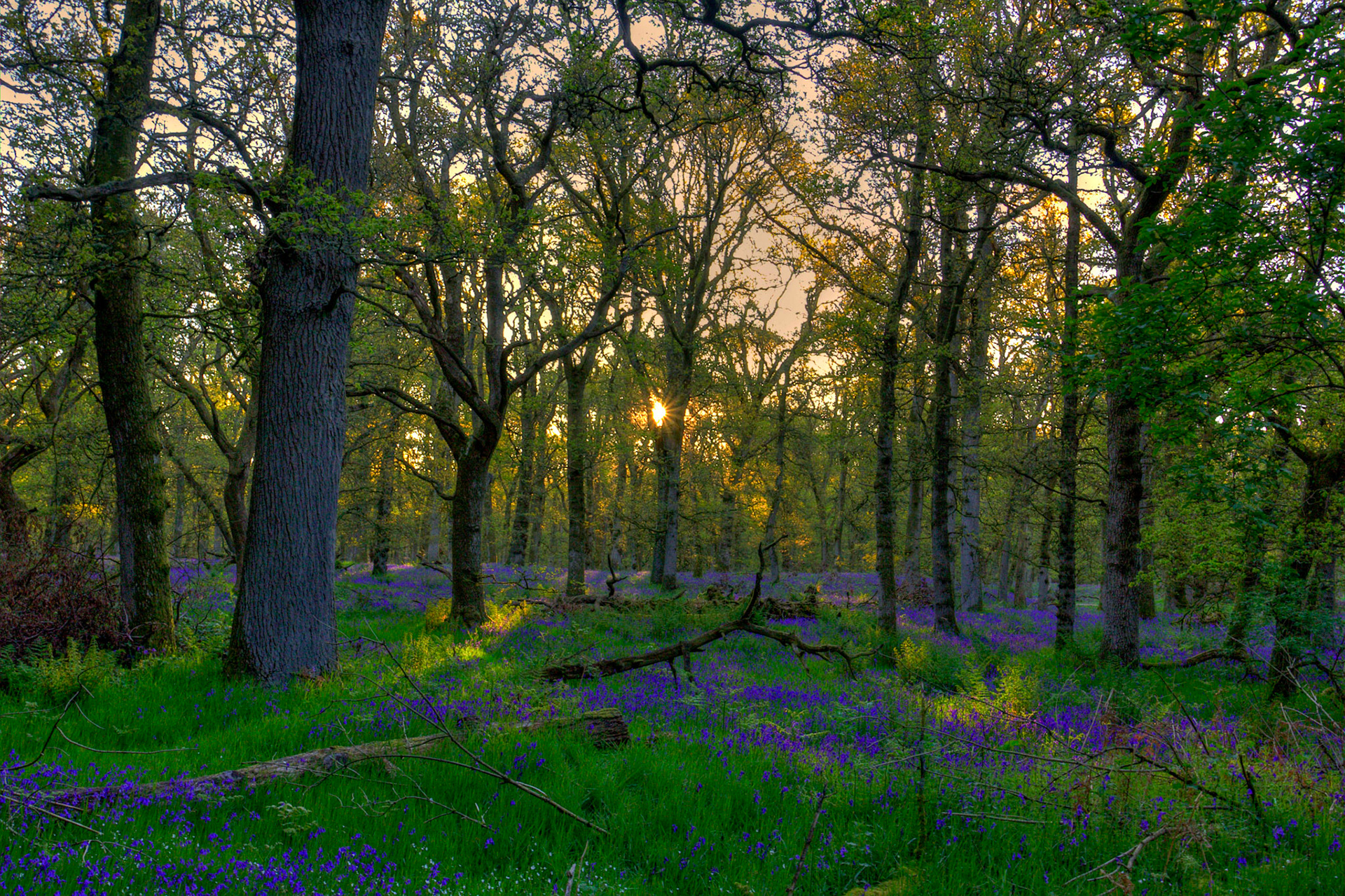 Kinclaven Bluebell Woods 16 May 2026