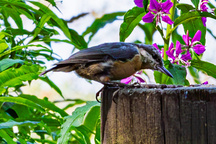 Hermand Birch Wood 31 July 2024