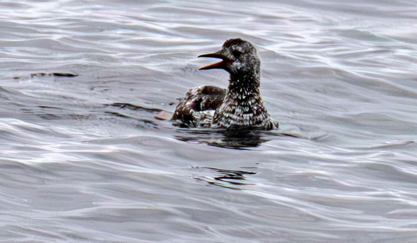 Black Guillemot - John O'Groats 03 May 2026