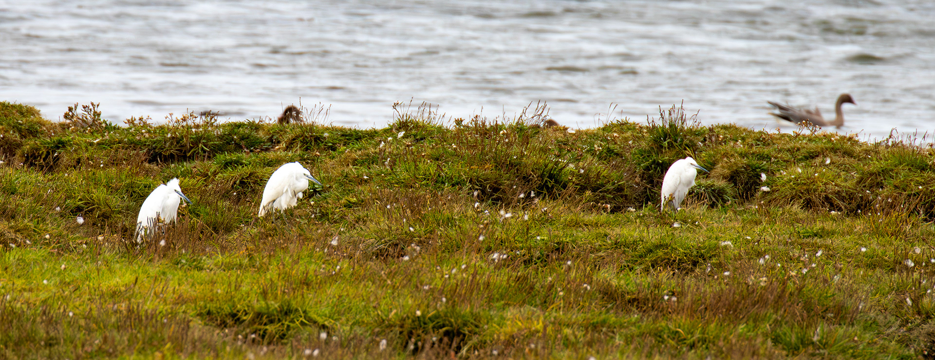 Little Egrets - Aberlady Bay 14 Sept 2024