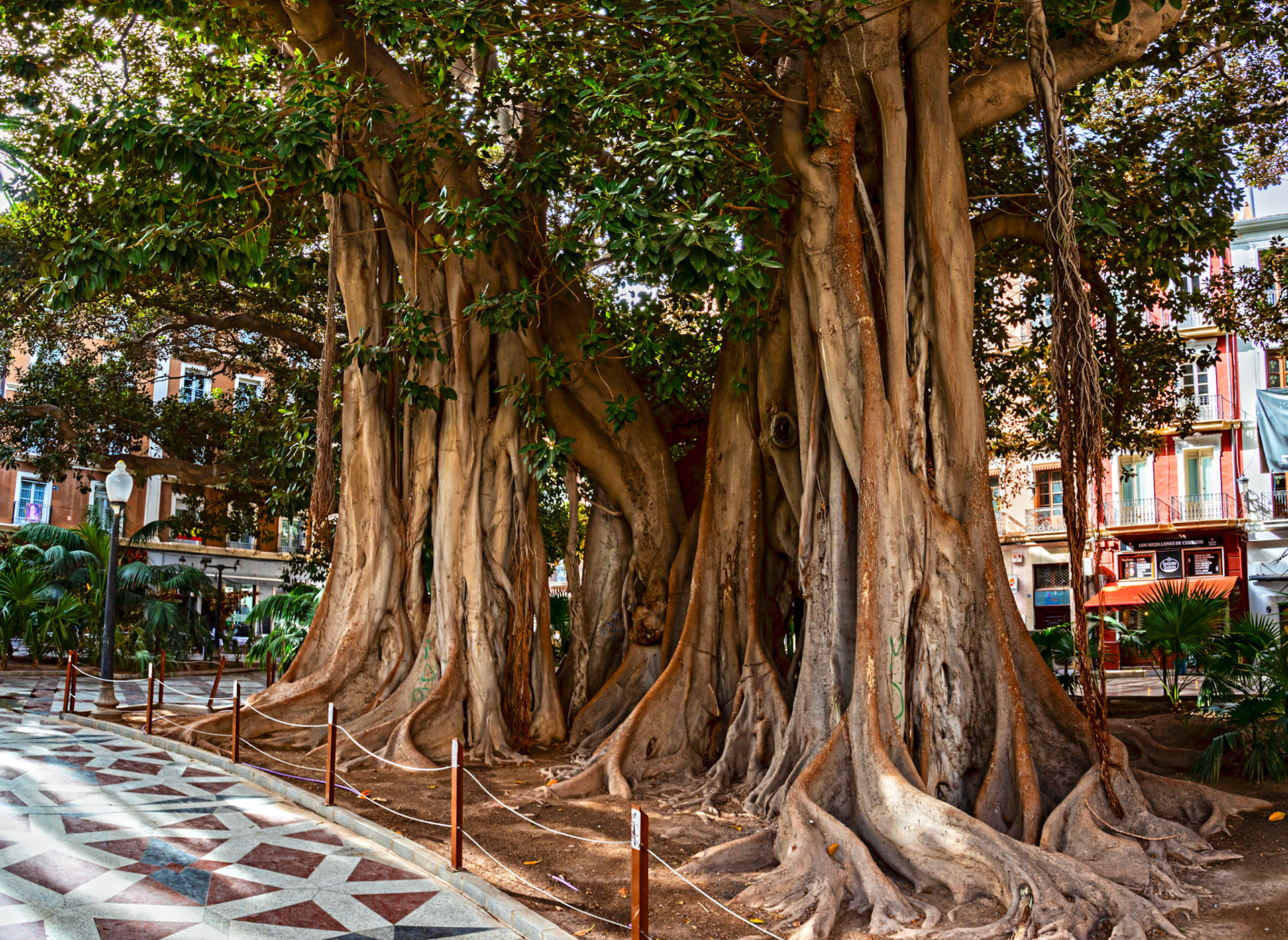 Ficus macrophylla - Mangrove Trees in Alicante Squares 20 March 2024