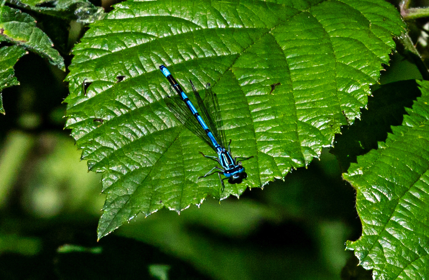 Insects in Livingston 08 July 2024
