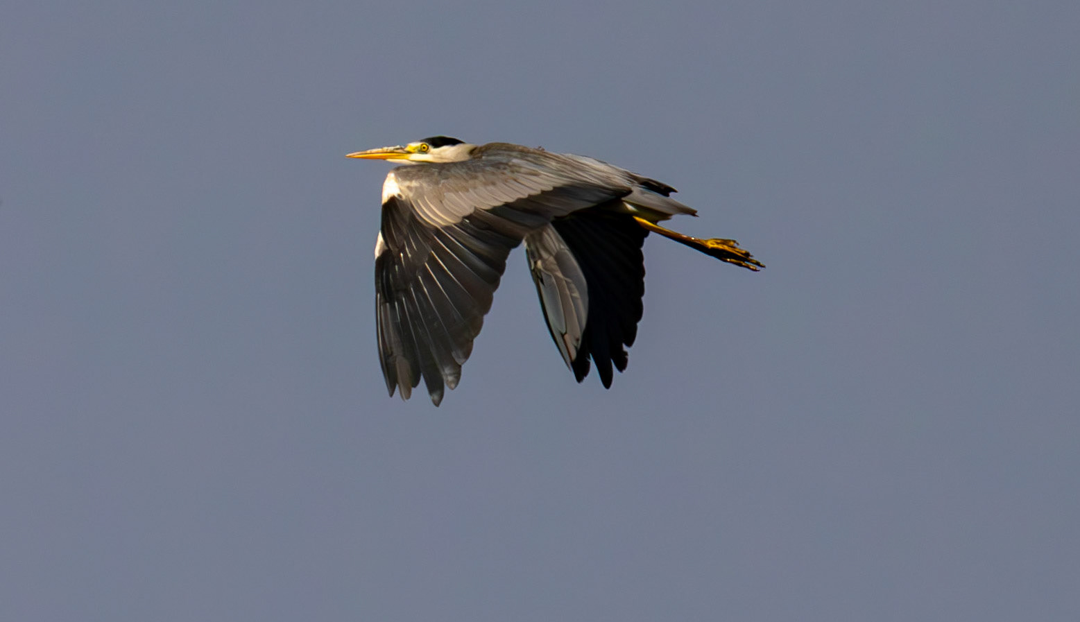Grey Heron - RSPB Loch Leven 06 Sept 2024