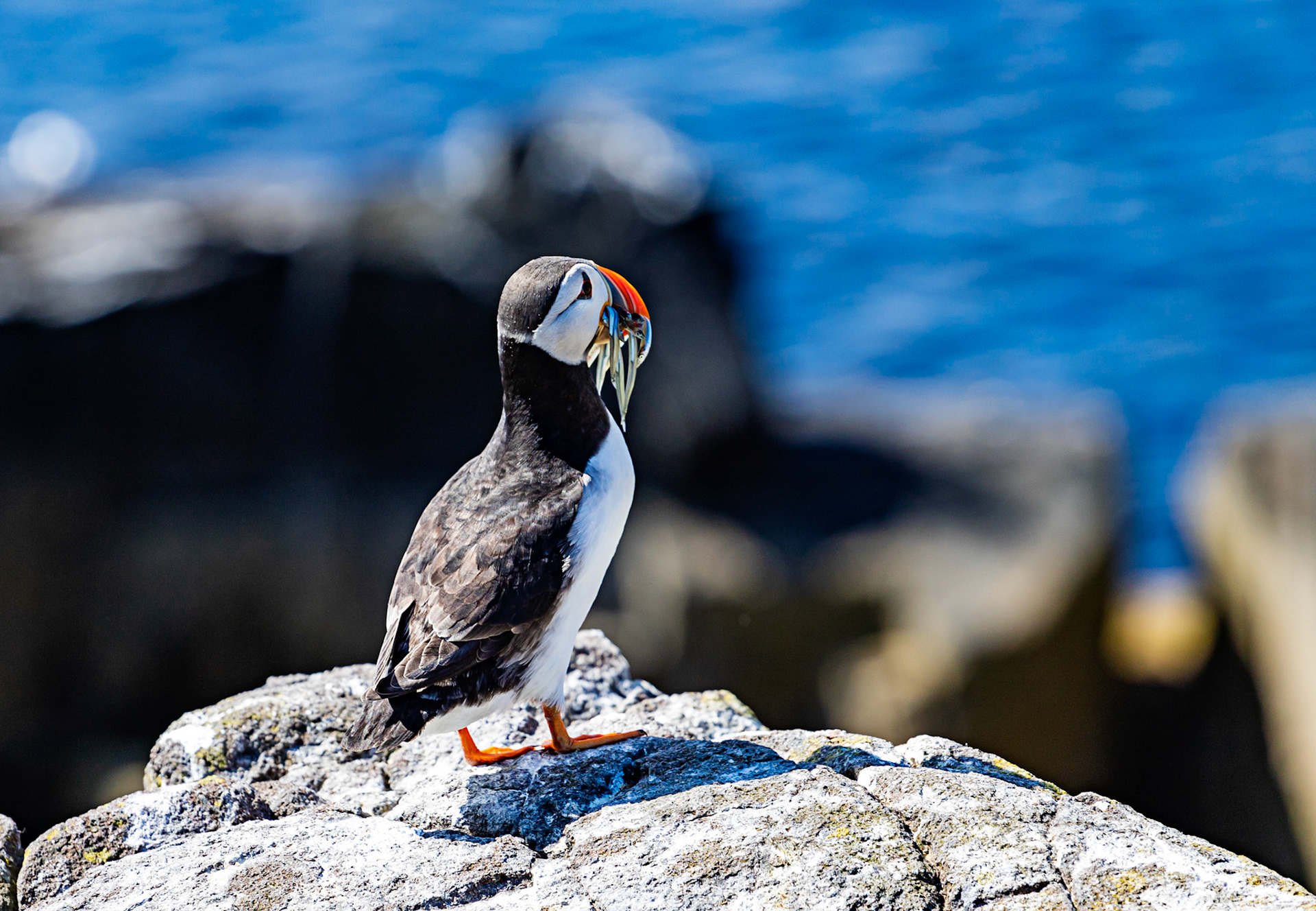 Puffin - Isle of May - 04 June 2022