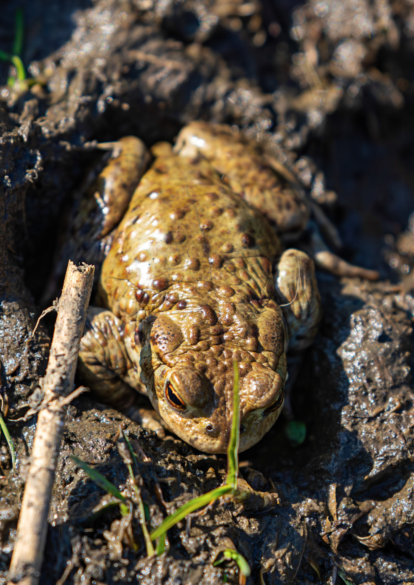 Common Toads mating at Black Devon Wetlands 20 March 2026