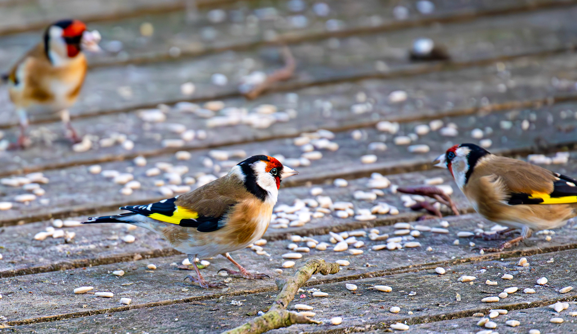 Goldfinch at Bavelaw 30 January 2025