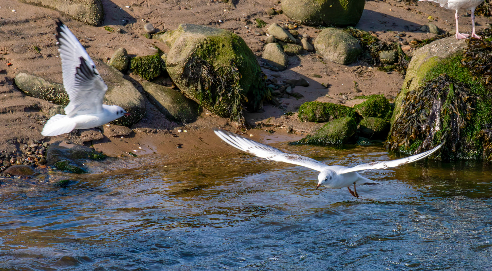 Black-headed Gulls - Leven 06 Sept 2024