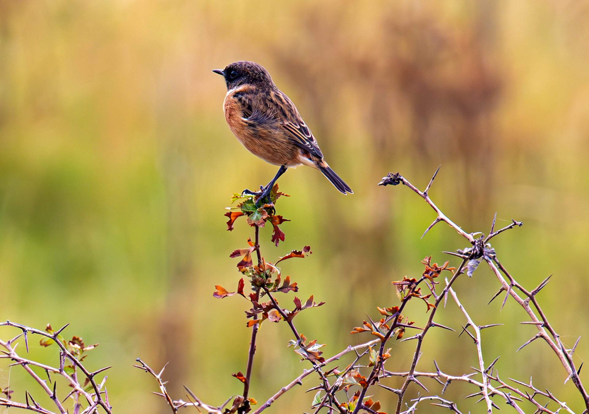 Stonechat - Barns Ness 30 Sep 2025