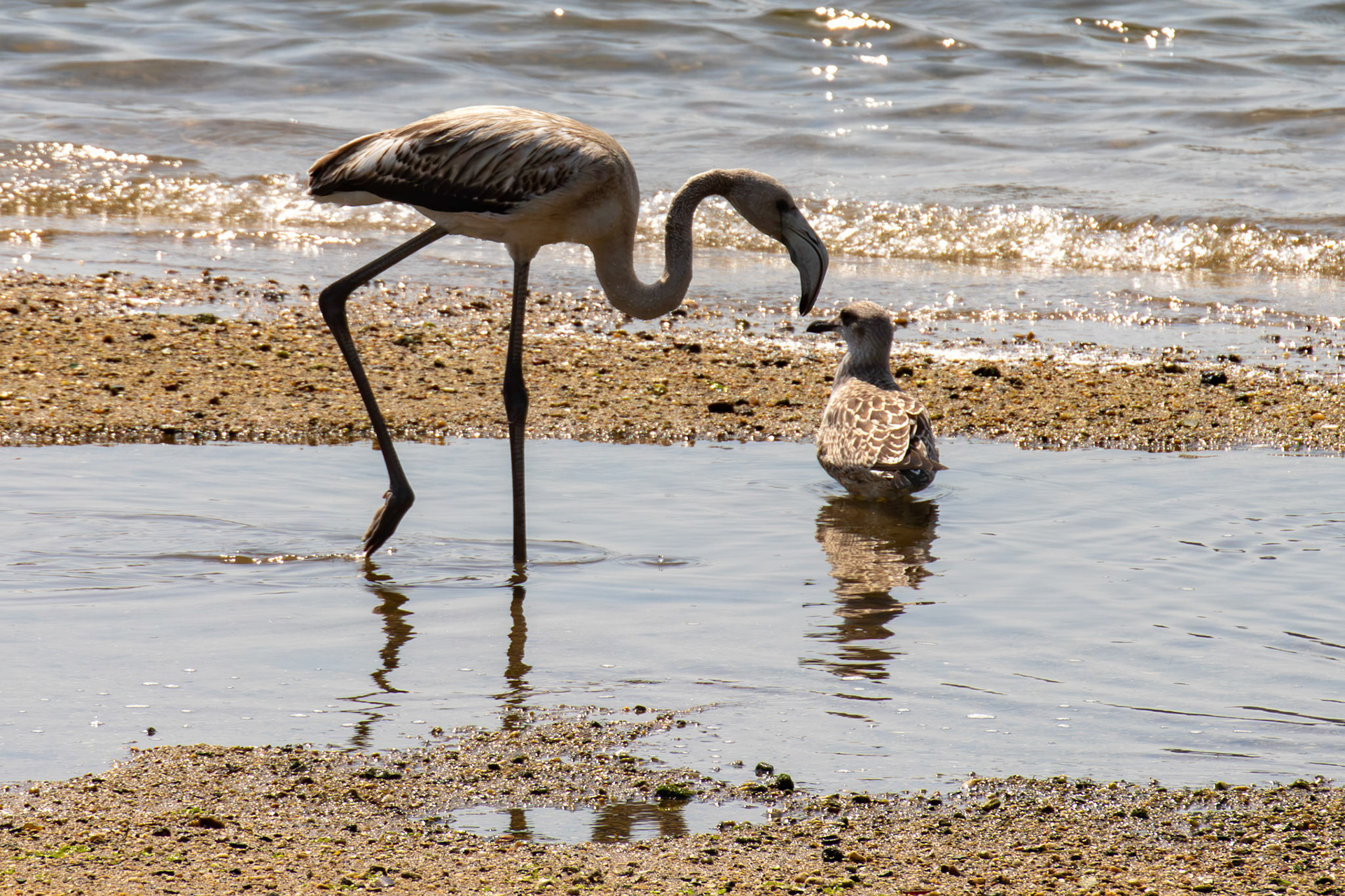 juvenile greater flamingo (Phoenicopterus roseus) with attendant first year Yellow-Legged Gull. Porto 18 August 2026
