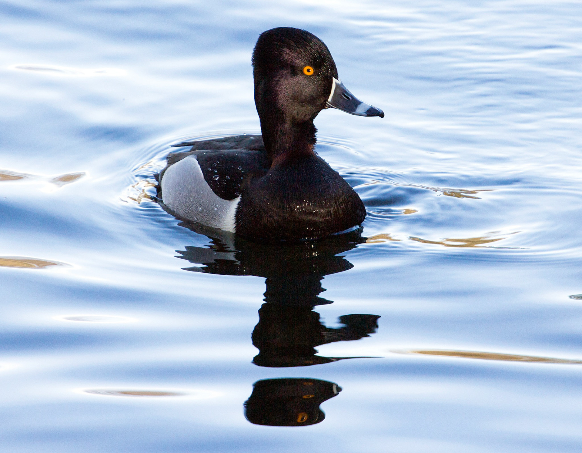 Ring-Necked Duck at Pitlochry. It's been in Pitlochry since November 2015. It normally breeds in Northern USA and Canada, and winters in more Southern areas of the USA &amp; Mexico. This winter there has been at least 5 birds around the UK. This was my first ever sighting.
