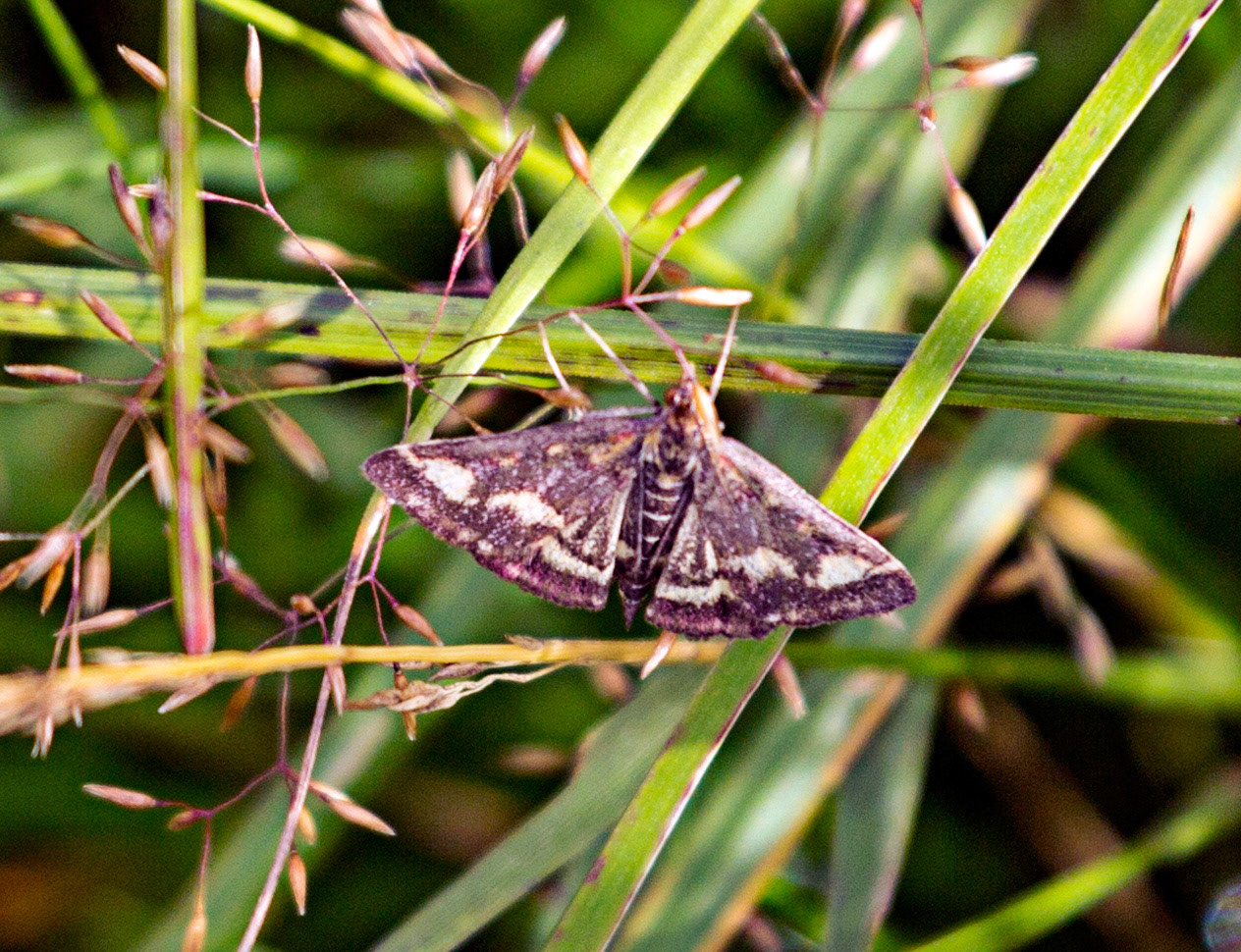Moth at Colzium (Harperrig Reservoir), West Lothian
