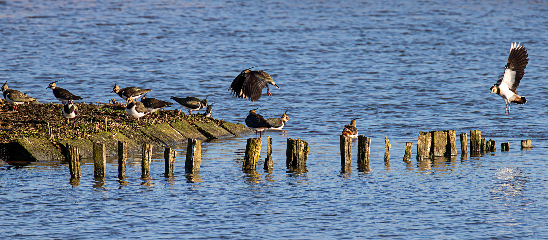 Lapwing at Titchfield Haven 02 January 2025