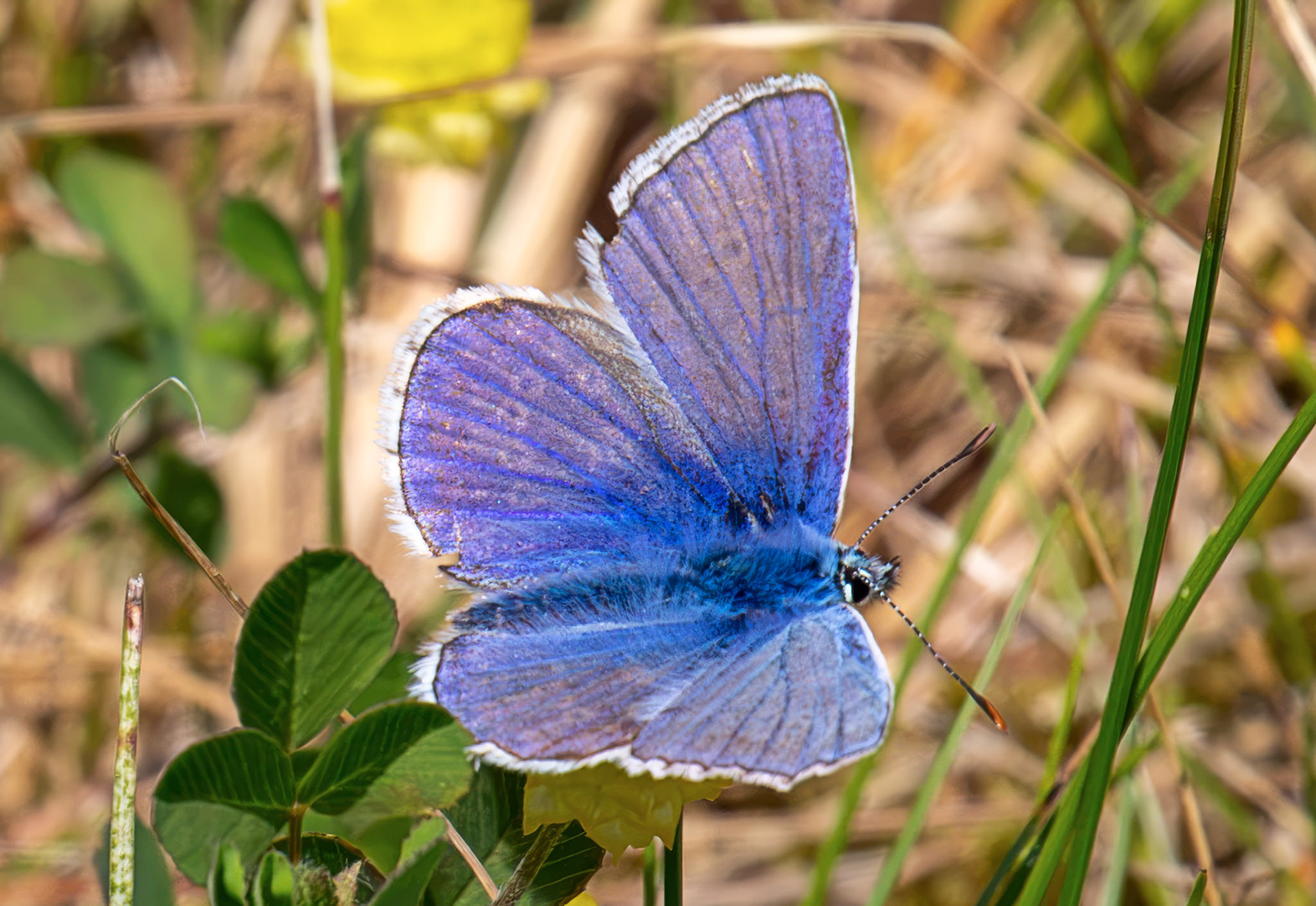Common Blue (Polyommatus icarus) - Pates Hill Wind Farm 14 July 2026