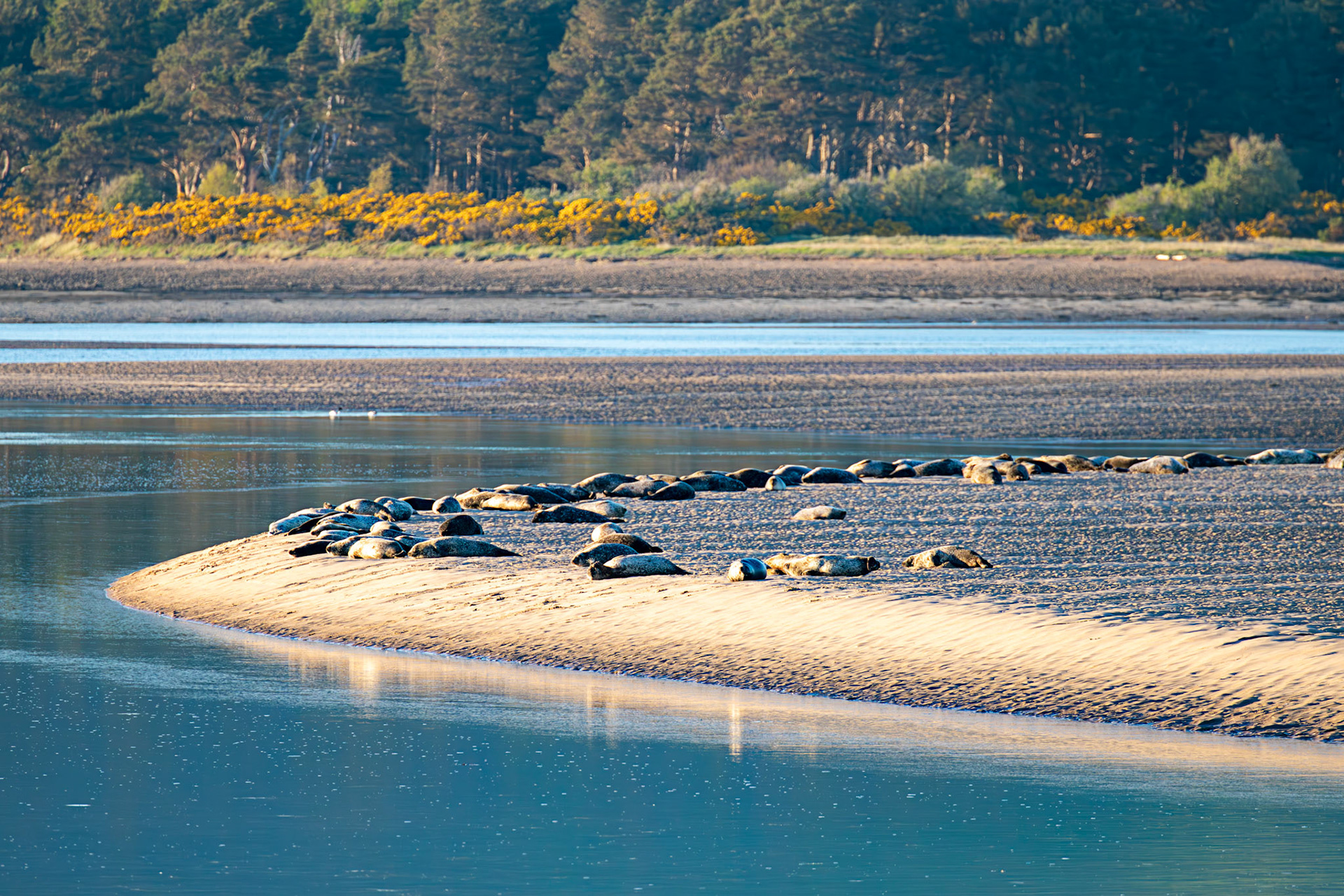 Grey Seals on Loch Fleet at Low Tide - 29 April 2026
