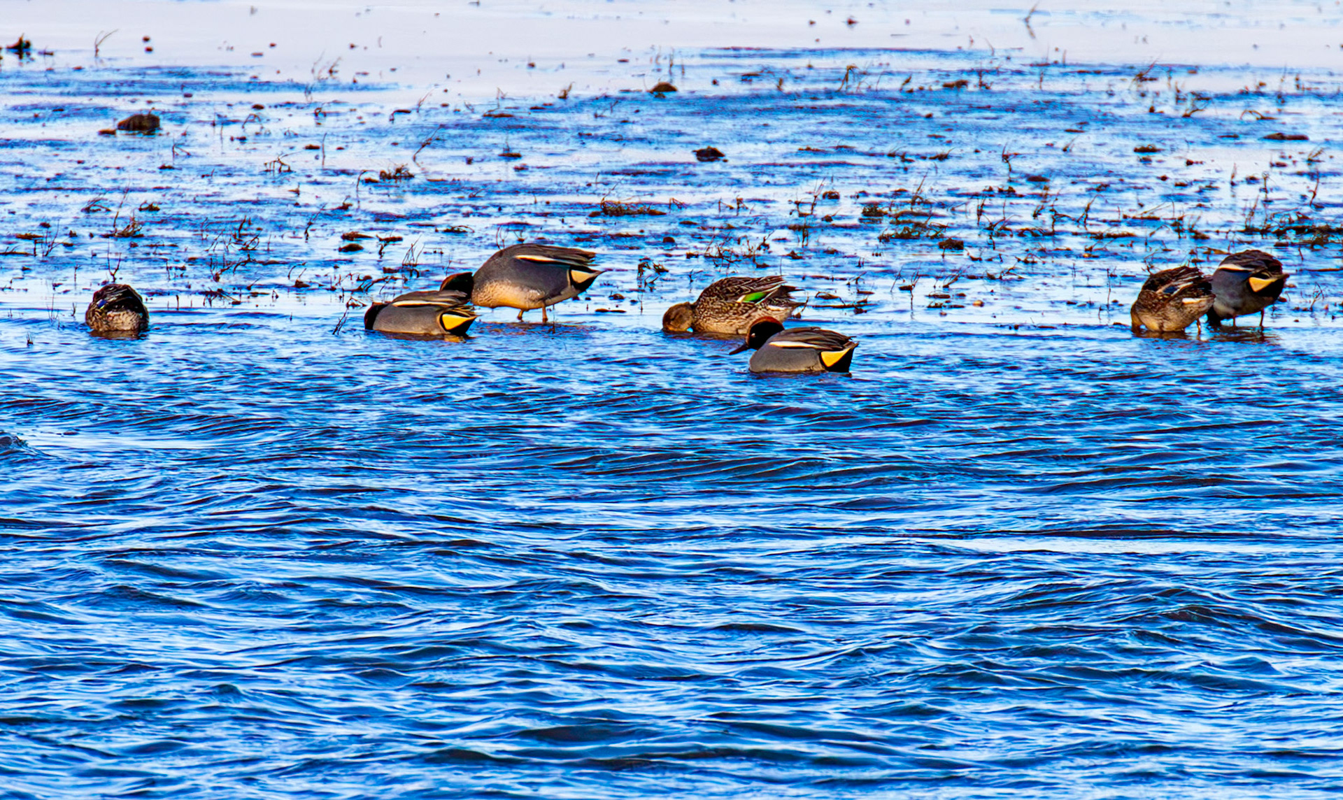 Teal at Aberlady, East Lothian - 05 February 2025