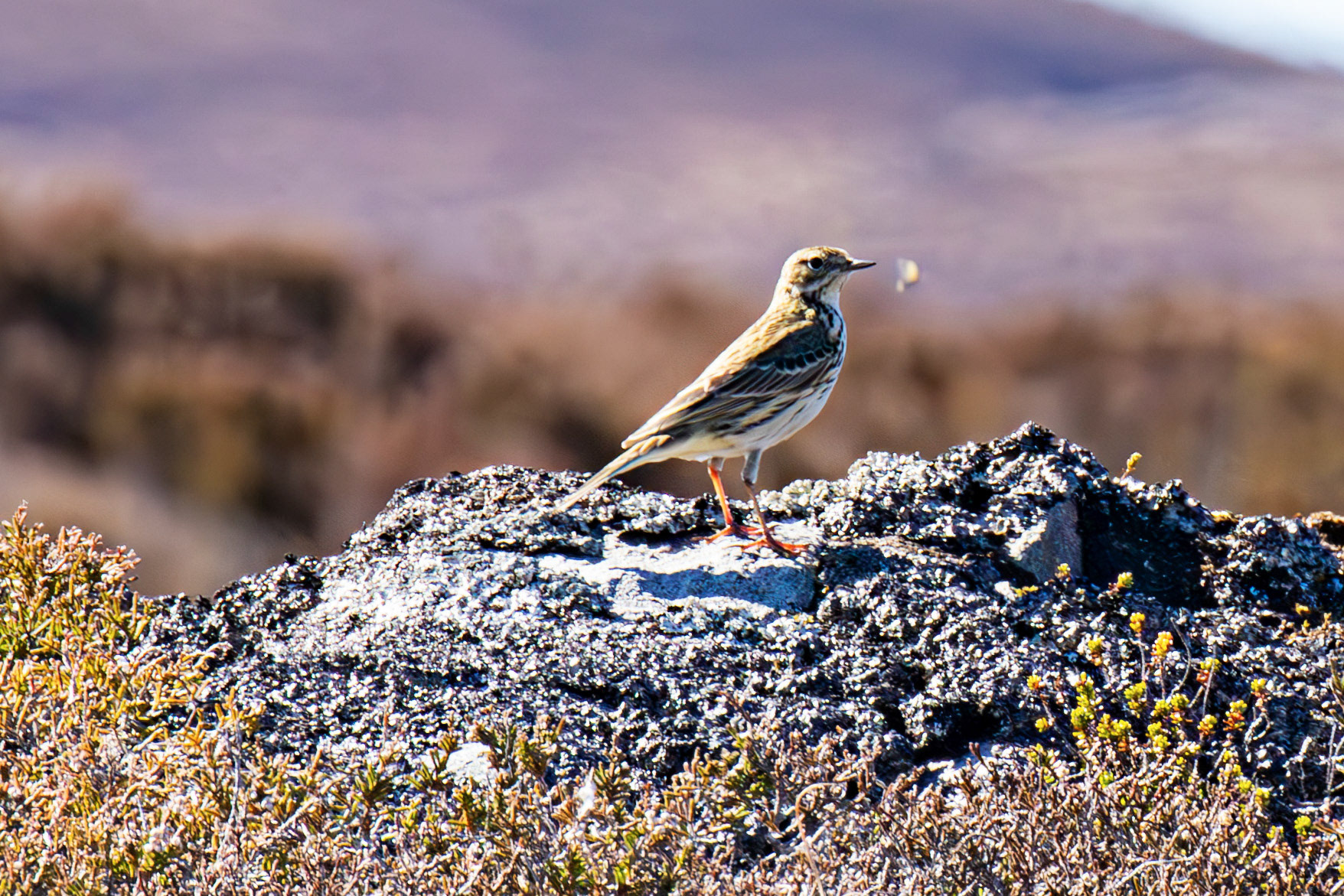 Meadow Pipit. Loch Crocach 30 April 2026