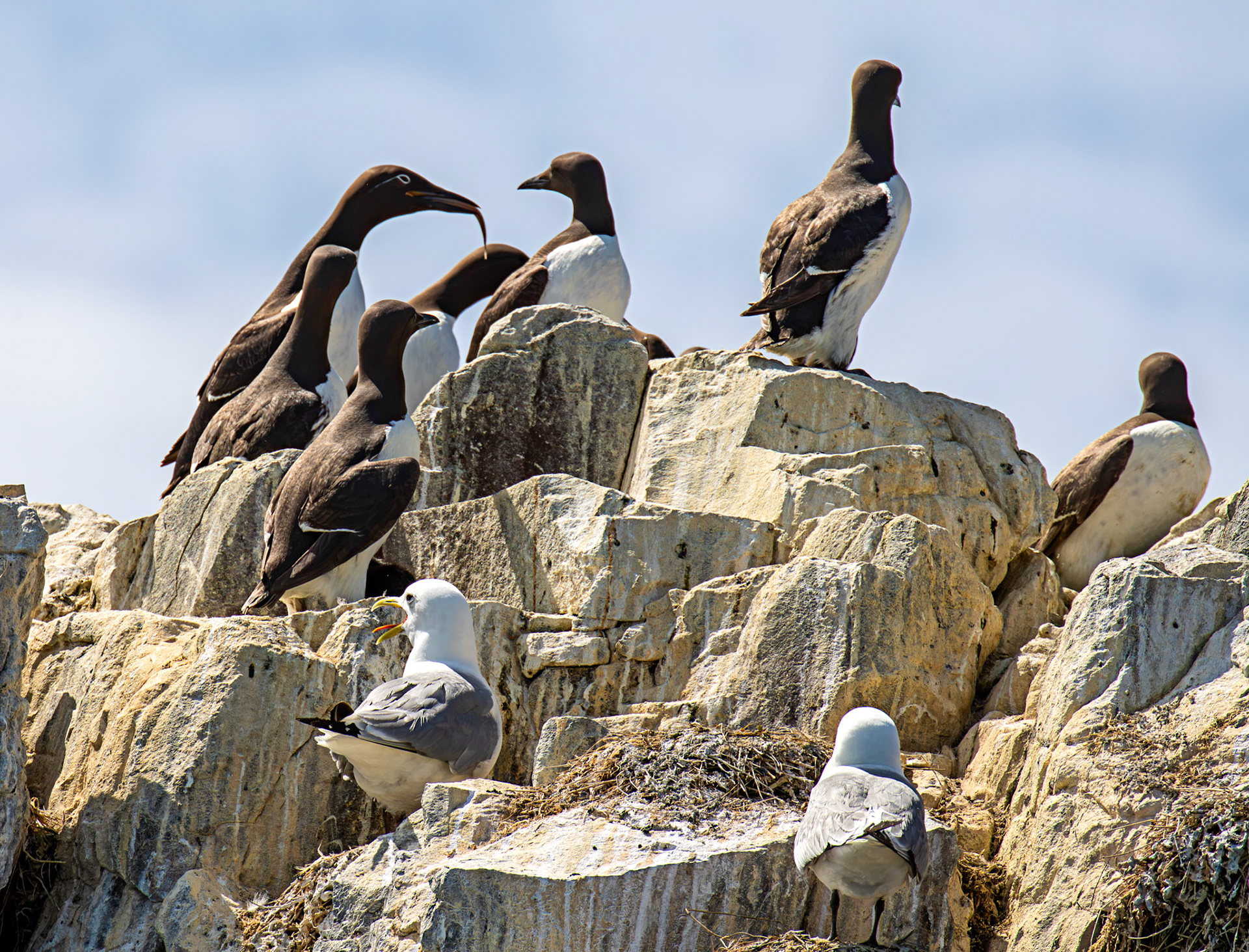 Guillemots - Farne Islands 03 July 2026