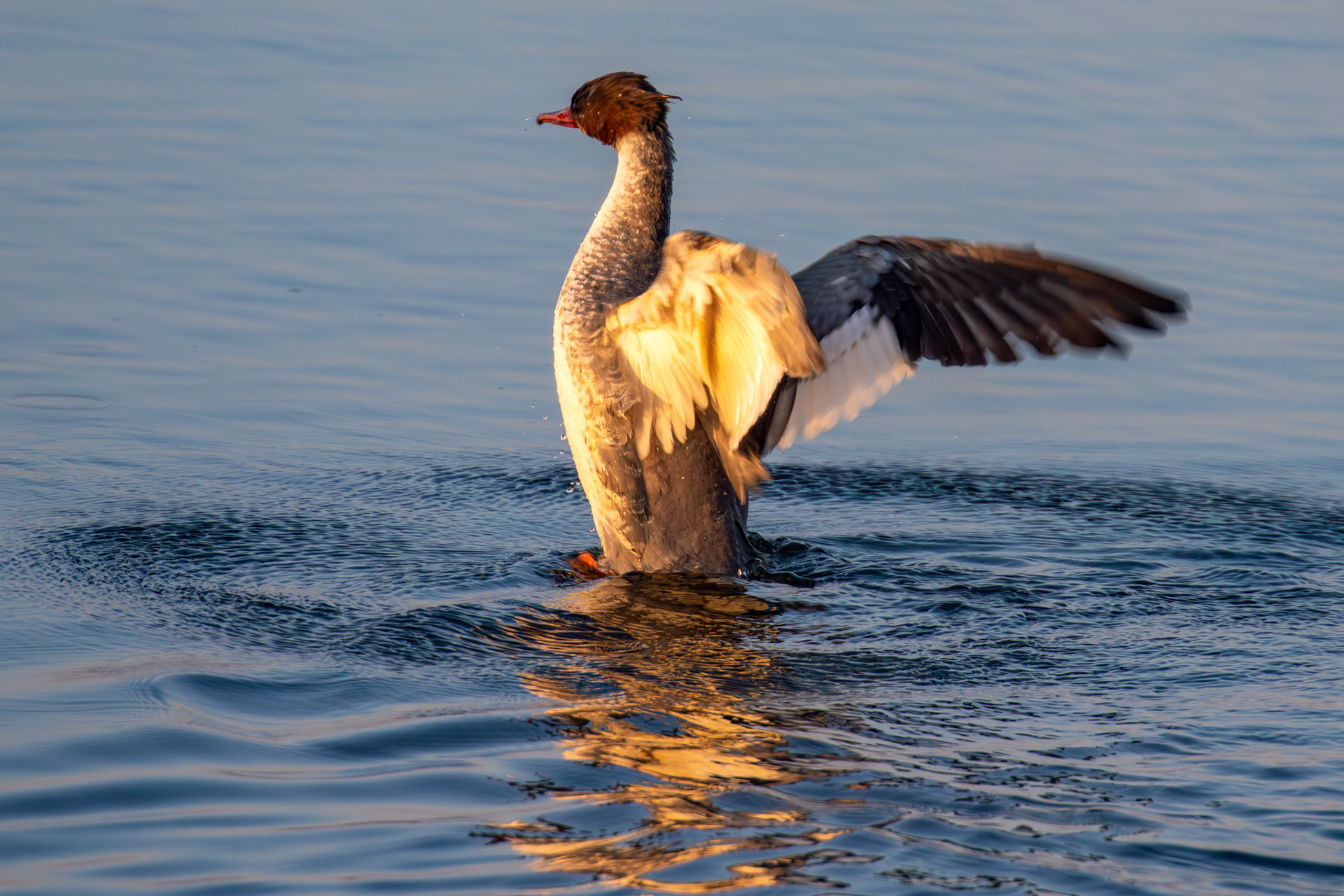 Goosander bathing at Hogganfield Loch 19 March 2025