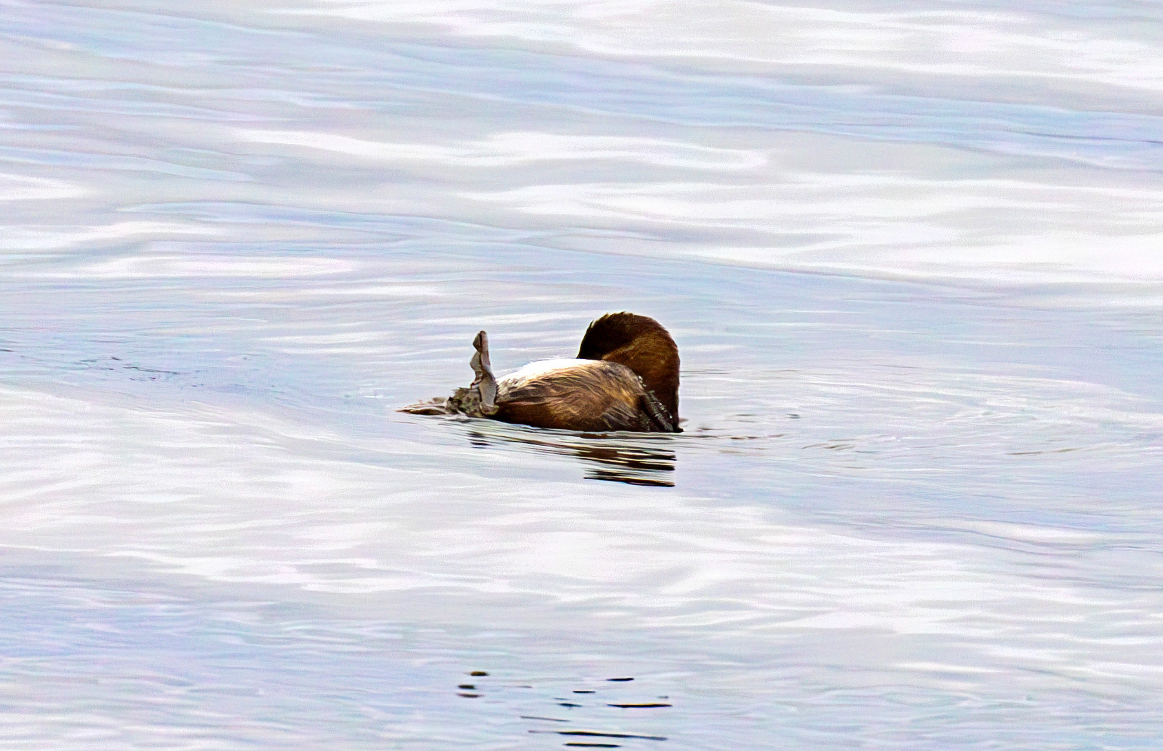 Little Grebe on Cramond Shore 28 December 2024