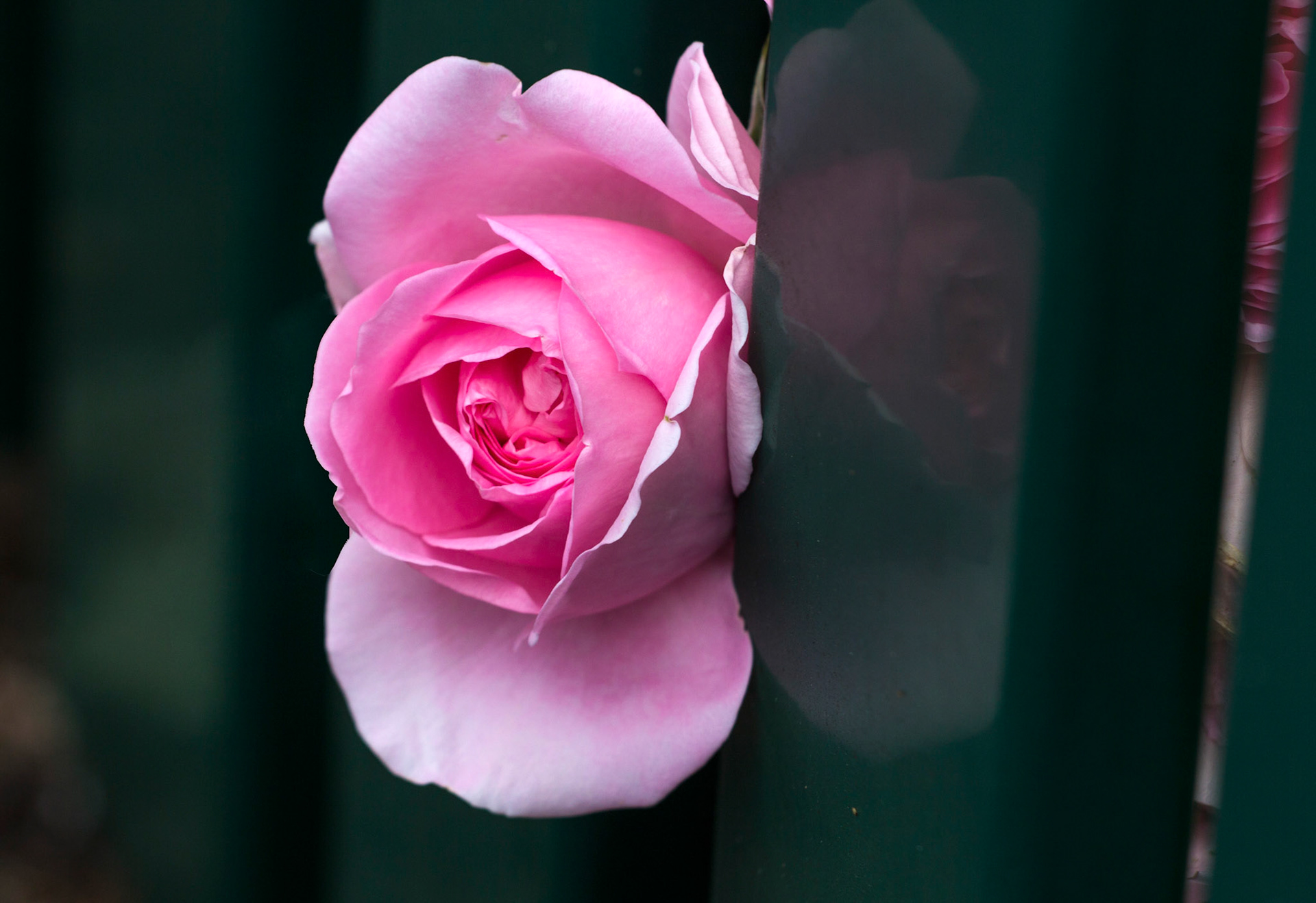 I really liked the brightness of the rose against the duller green of the fence.