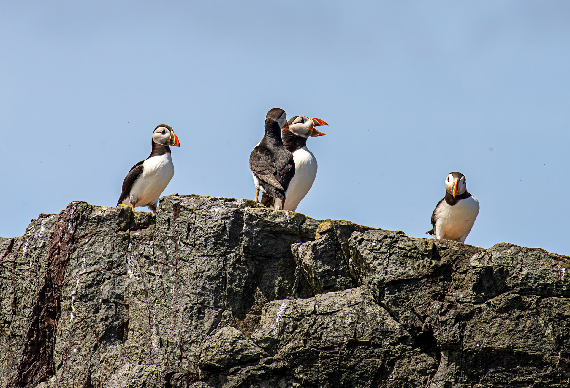 Puffins - Farne Islands 03 July 2026