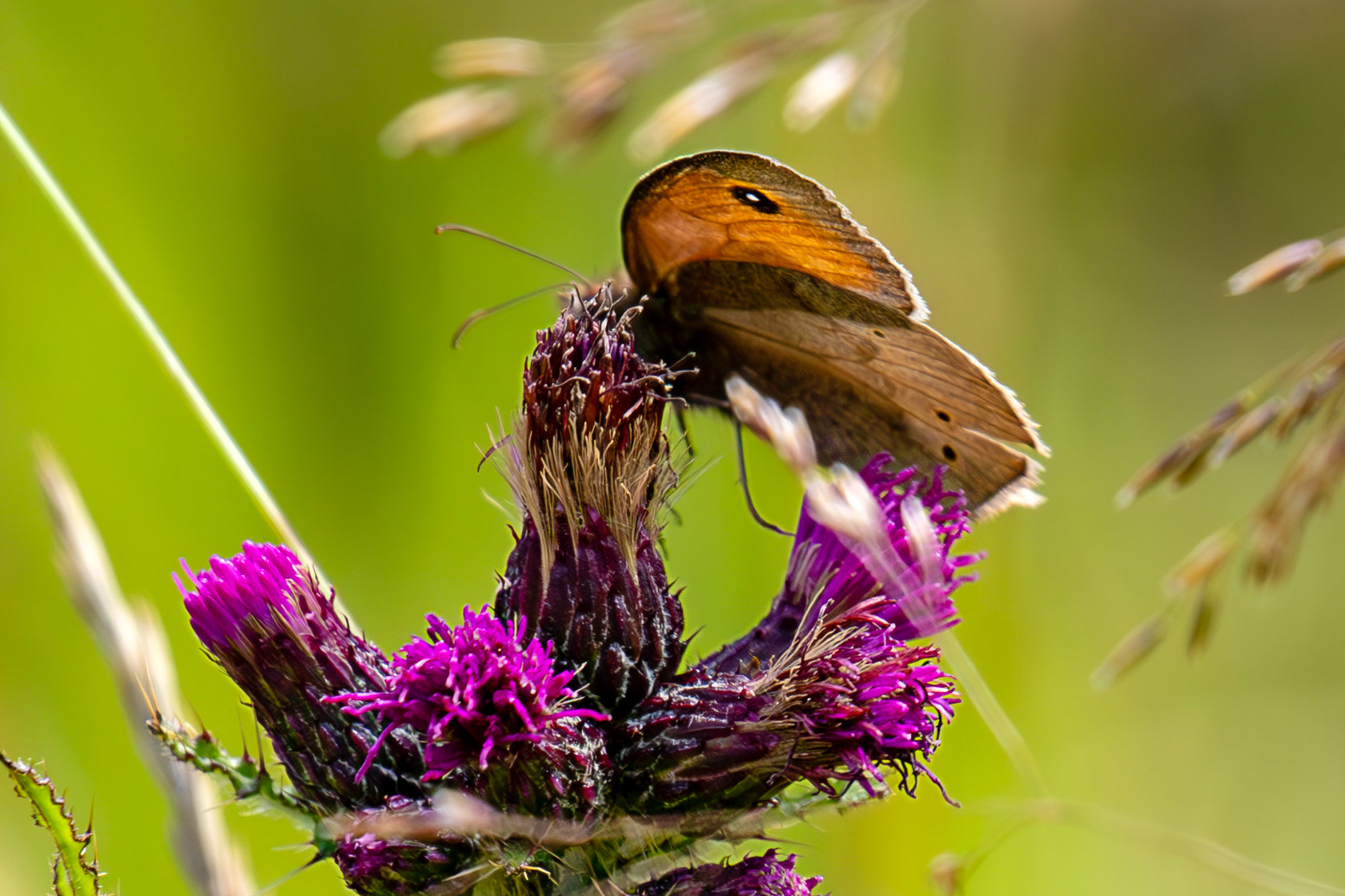 Meadow Brown - Harperrig 08 July 2025