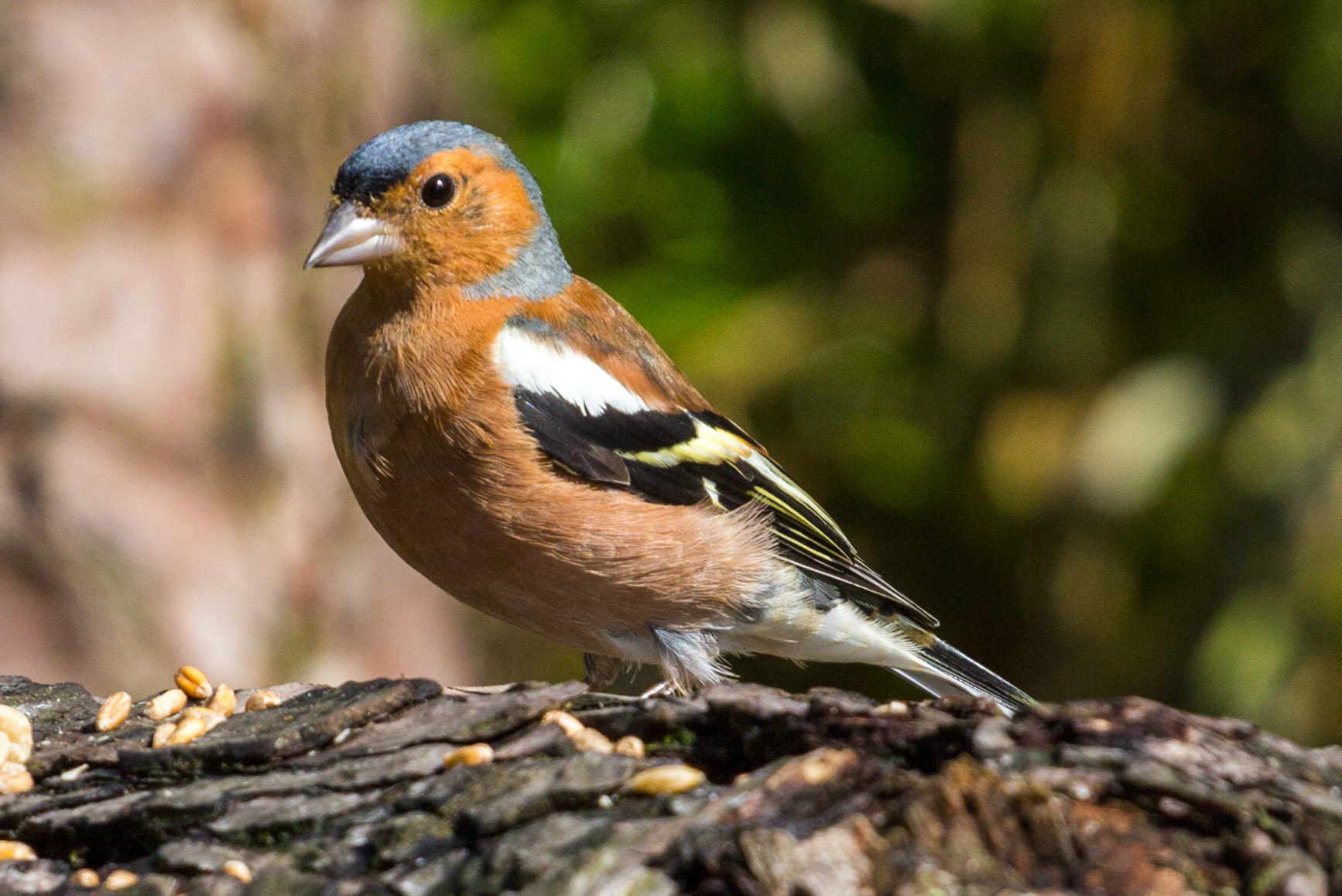 Morton Lochs - Tentsmuir Forest, Fife Please see my other Photographs at: www.jamespdeans.co.uk
