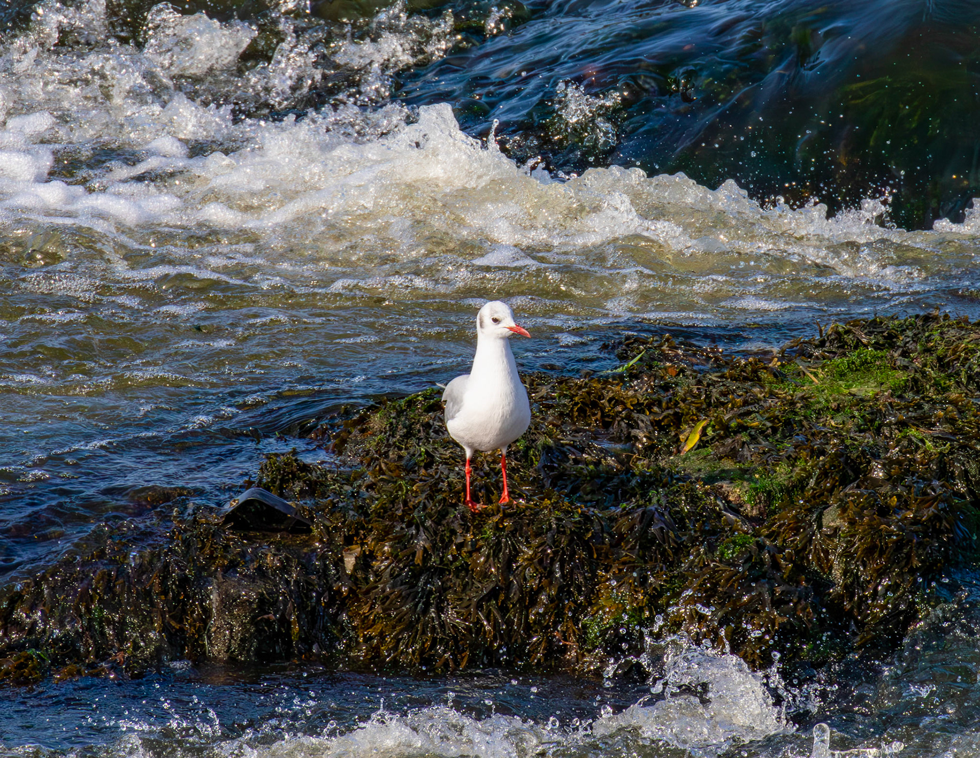 Black-headed Gulls - Leven 06 Sept 2024
