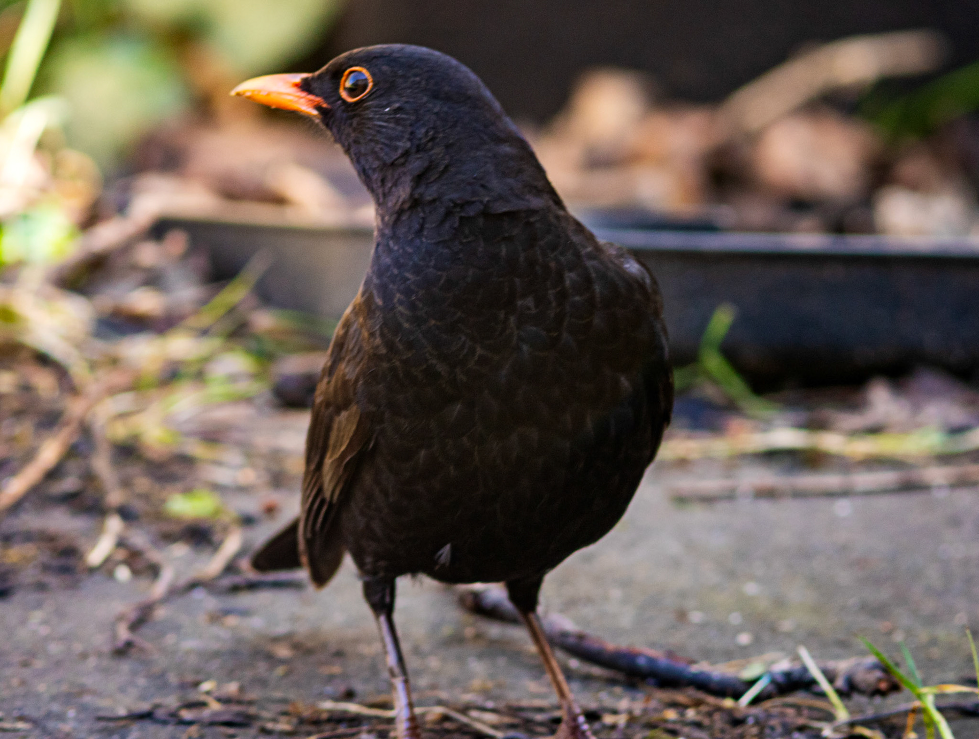Blackbird in Kilwinning 30 March 2024