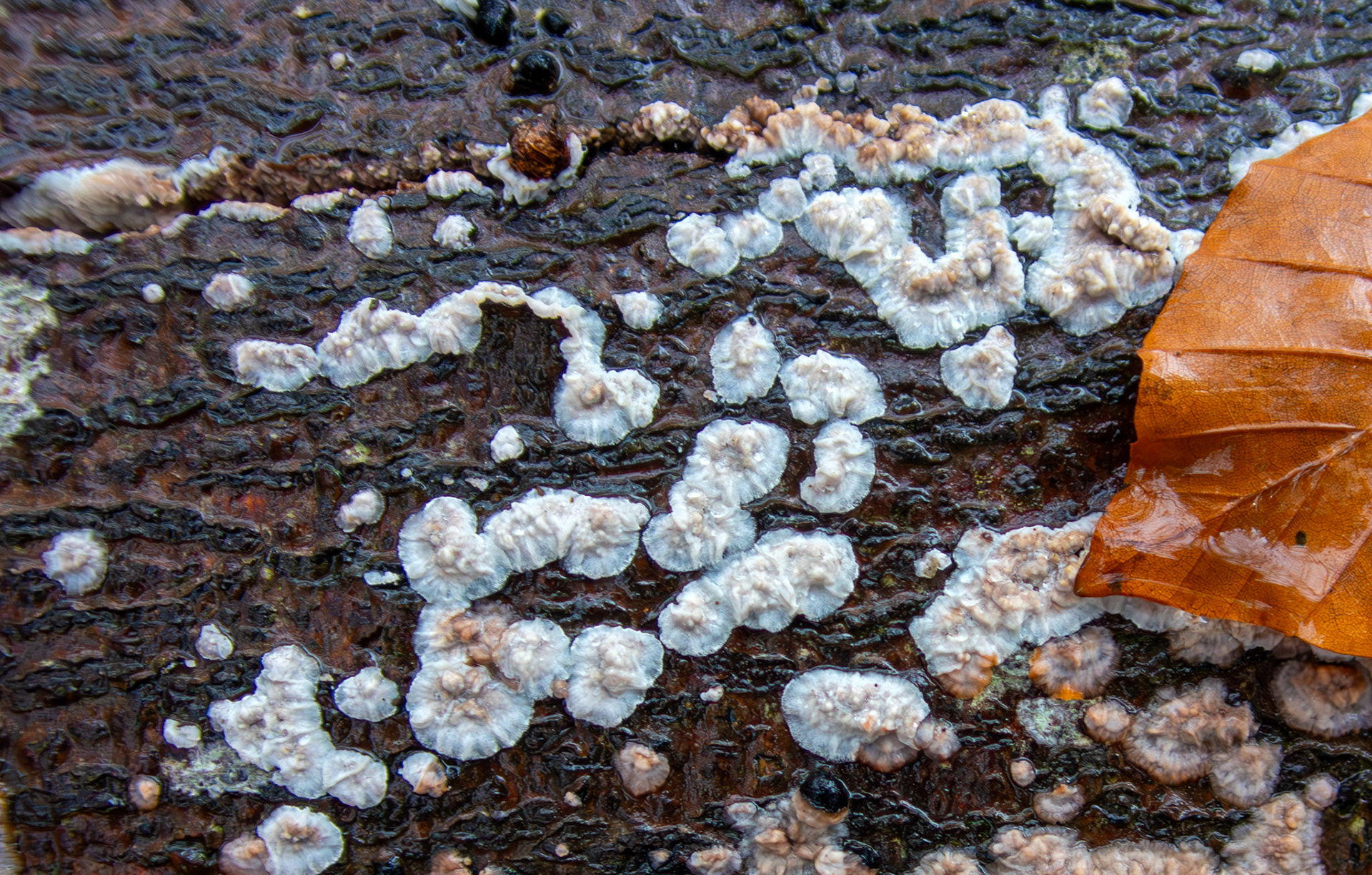 Wrinkled Crust (Phlebia radiata) Deans Woods 08 November 2025