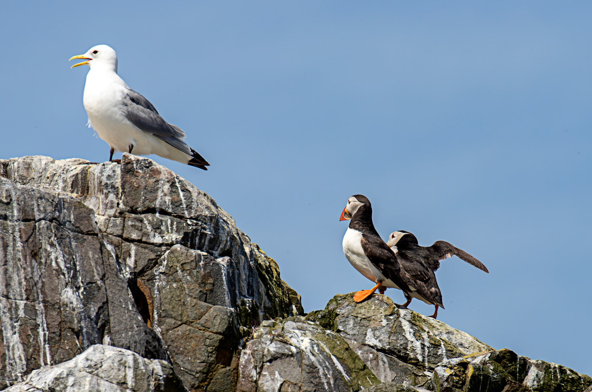 Puffins - Farne Islands 03 July 2026