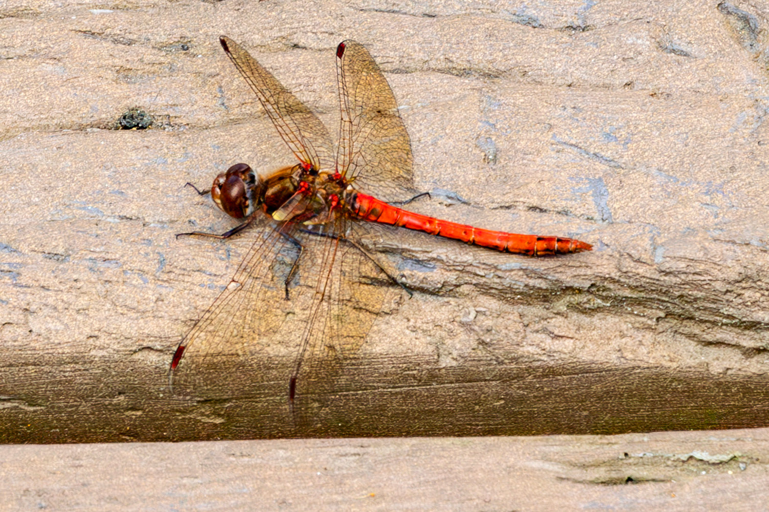 RSPB Loch Lomond 03 August 2024