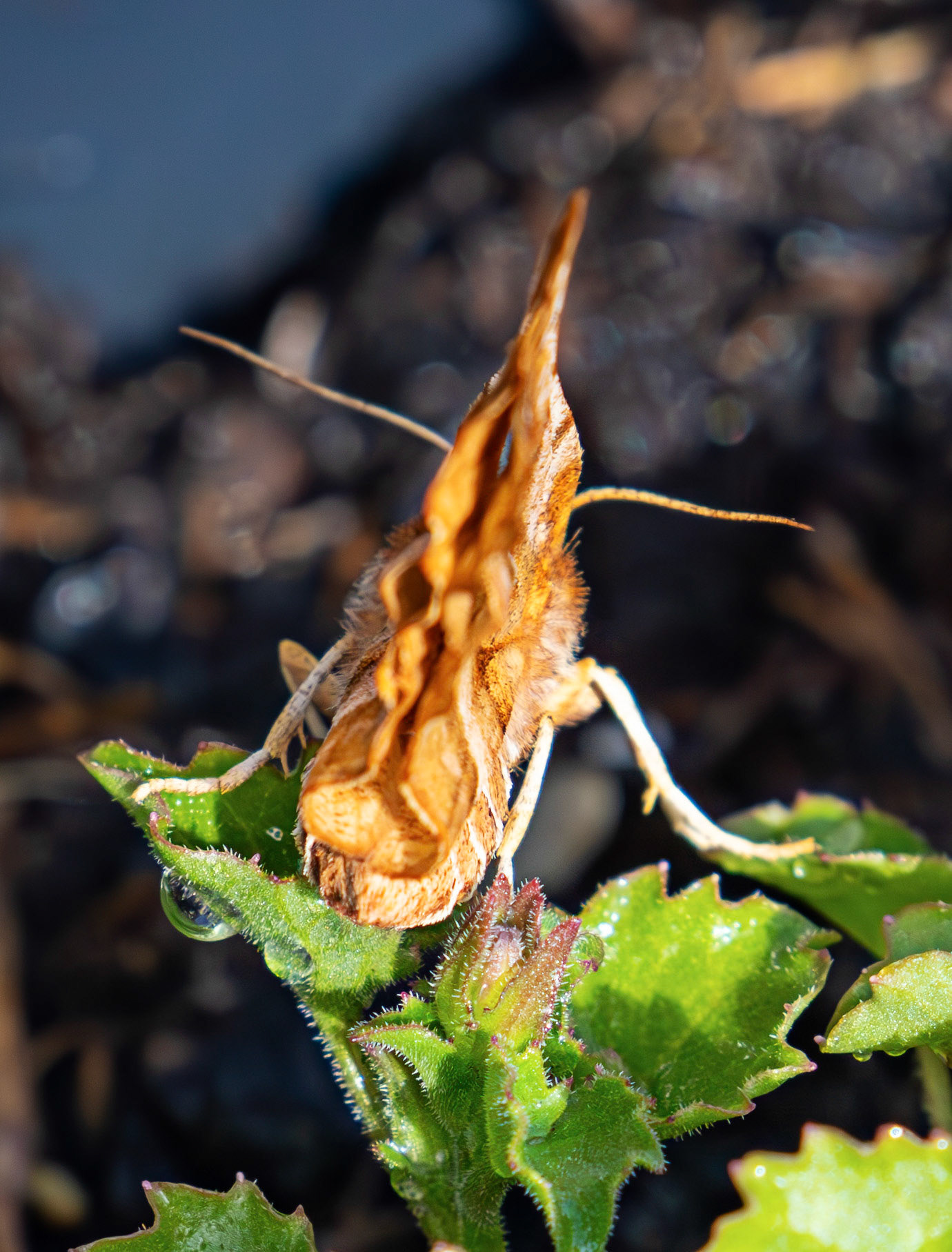 Early Thorn (Selenia dentaria) - Moth in Livingston, West Lothian 08 May 2026