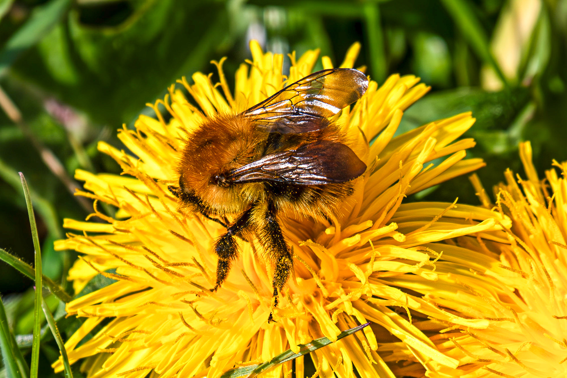 Whitehouse Wood near Kelty 20 April 2025