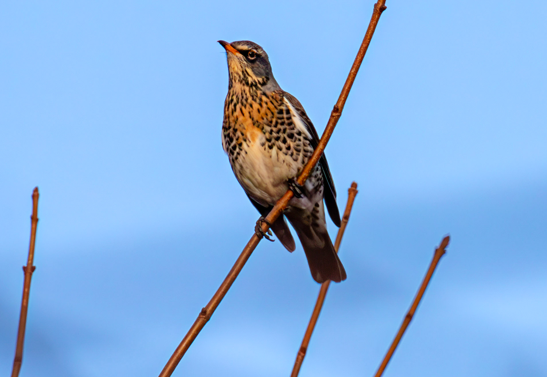 Fieldfare at Gullane, East Lothian - 05 February 2025