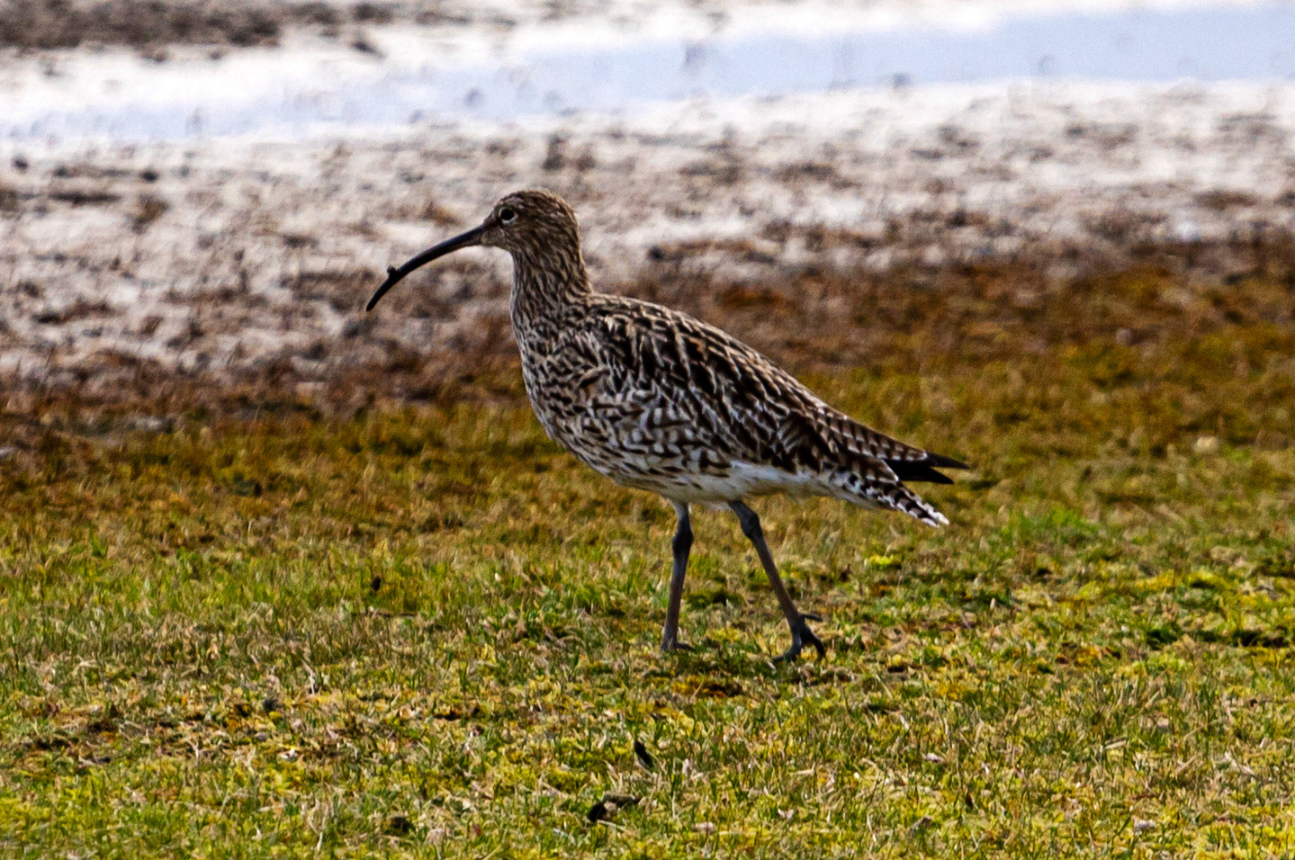 Musselburgh Lagoons 5 March 2024