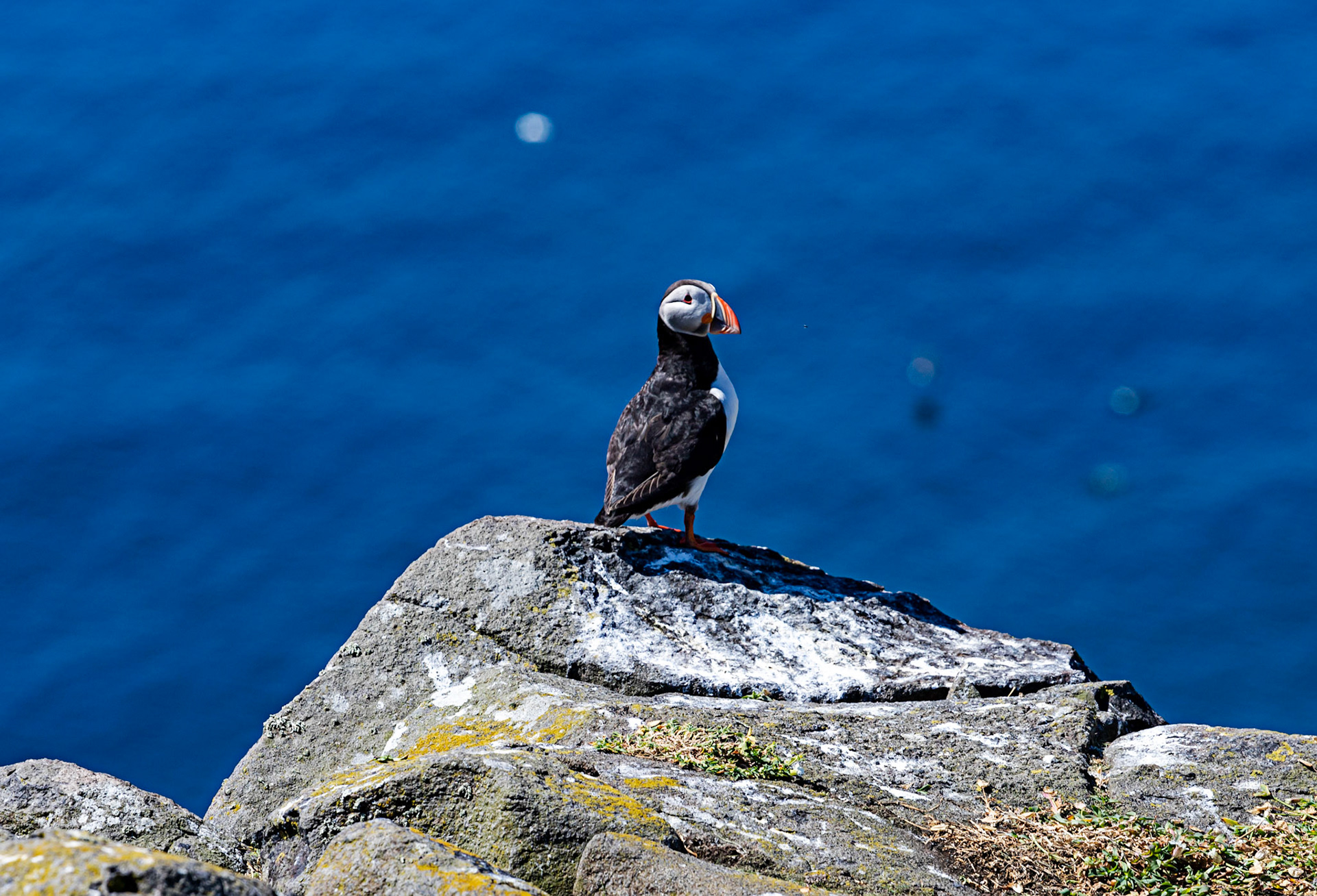 Puffin - Isle of May - 04 June 2022