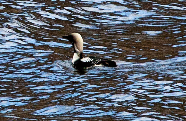 Black Throated Diver on Loch More 04 May 2024