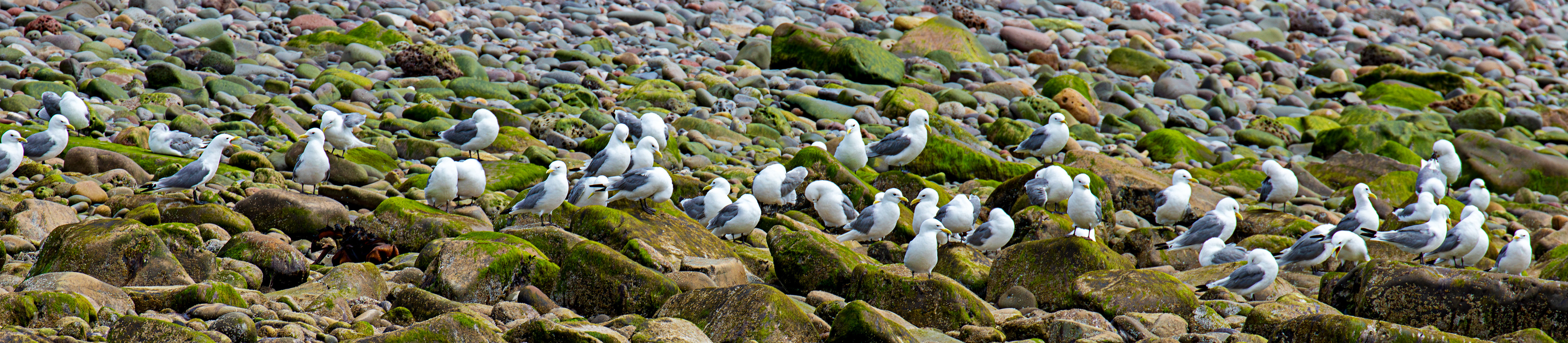 Kittiwakes - Farne Islands 03 July 2026