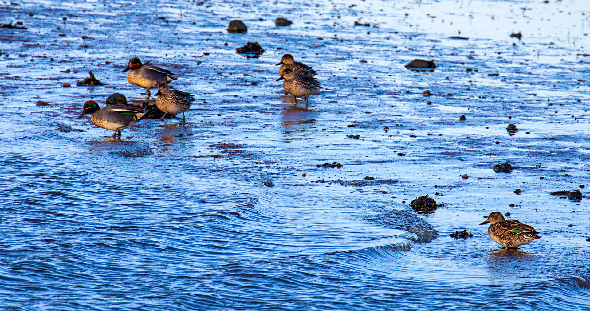 Teal at Aberlady, East Lothian - 05 February 2025