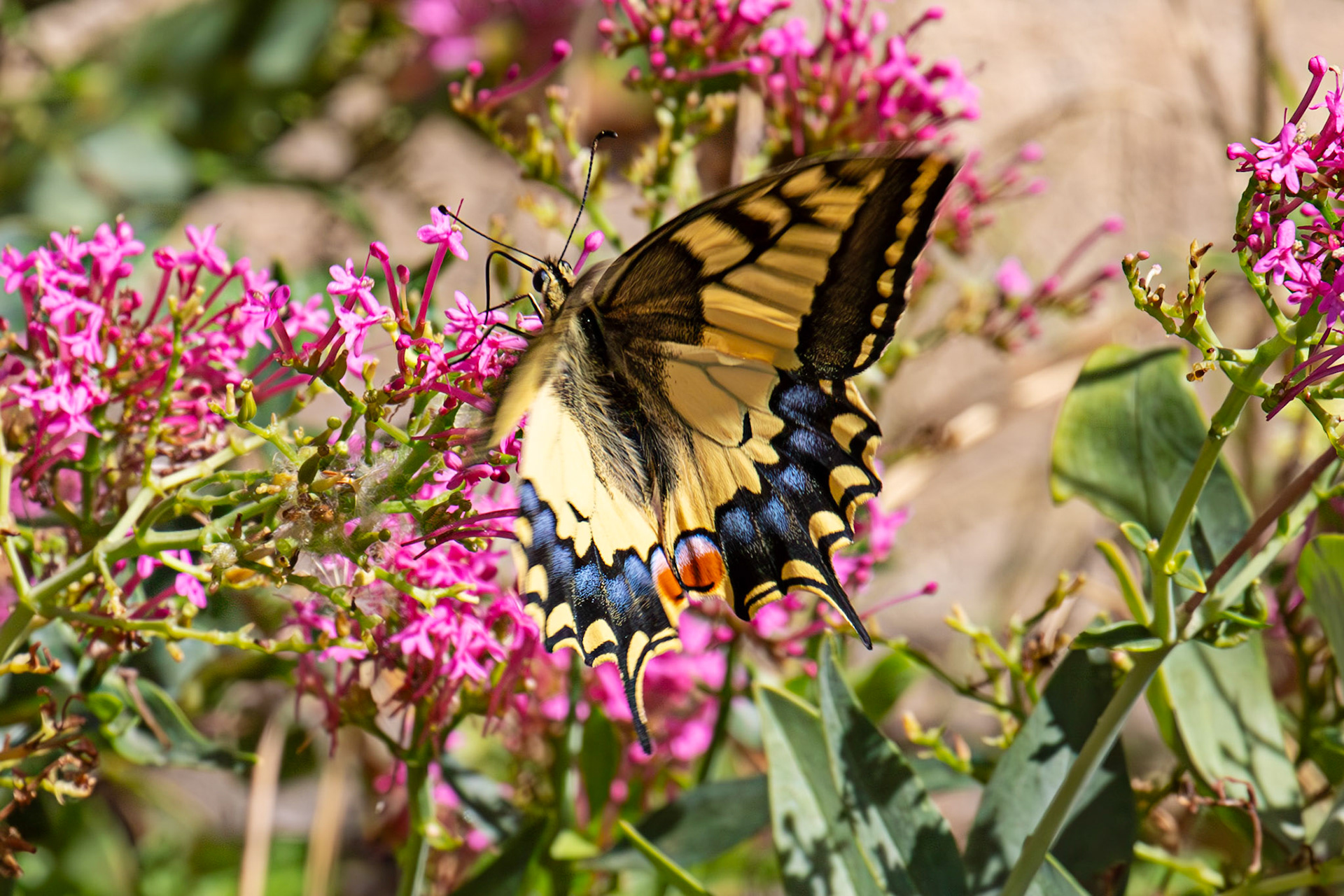 Swallowtail Butterfly - Riomaggiore 06 Sept 2025