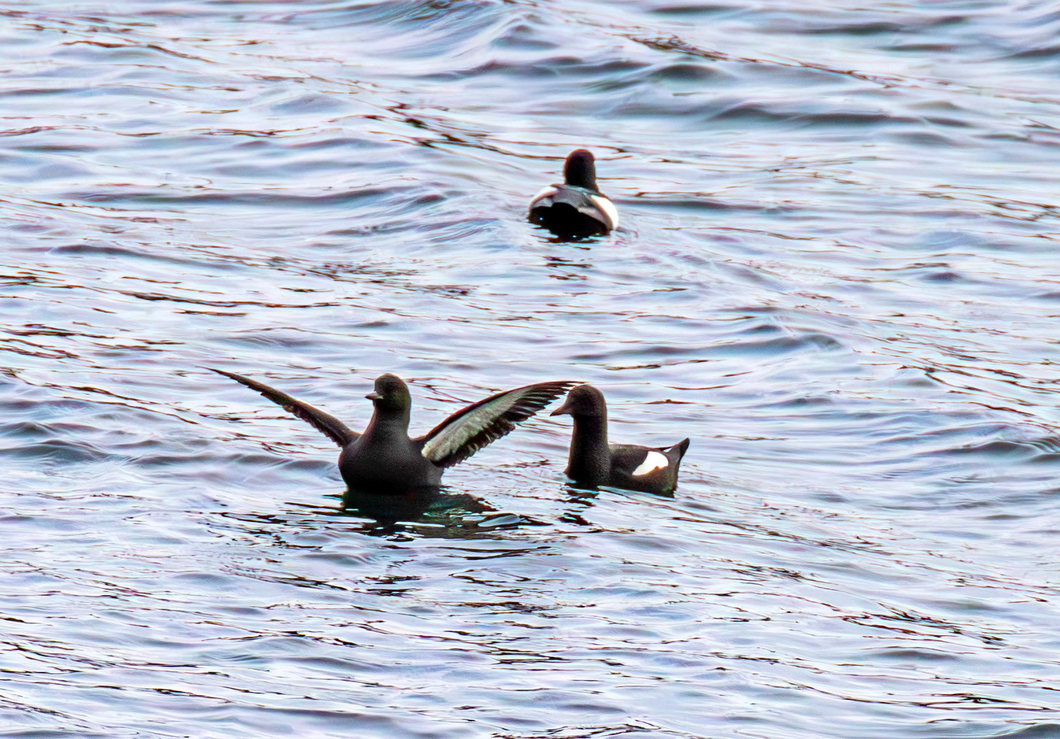 Black Guillemots on East Loch Tarbert 05 March 2025