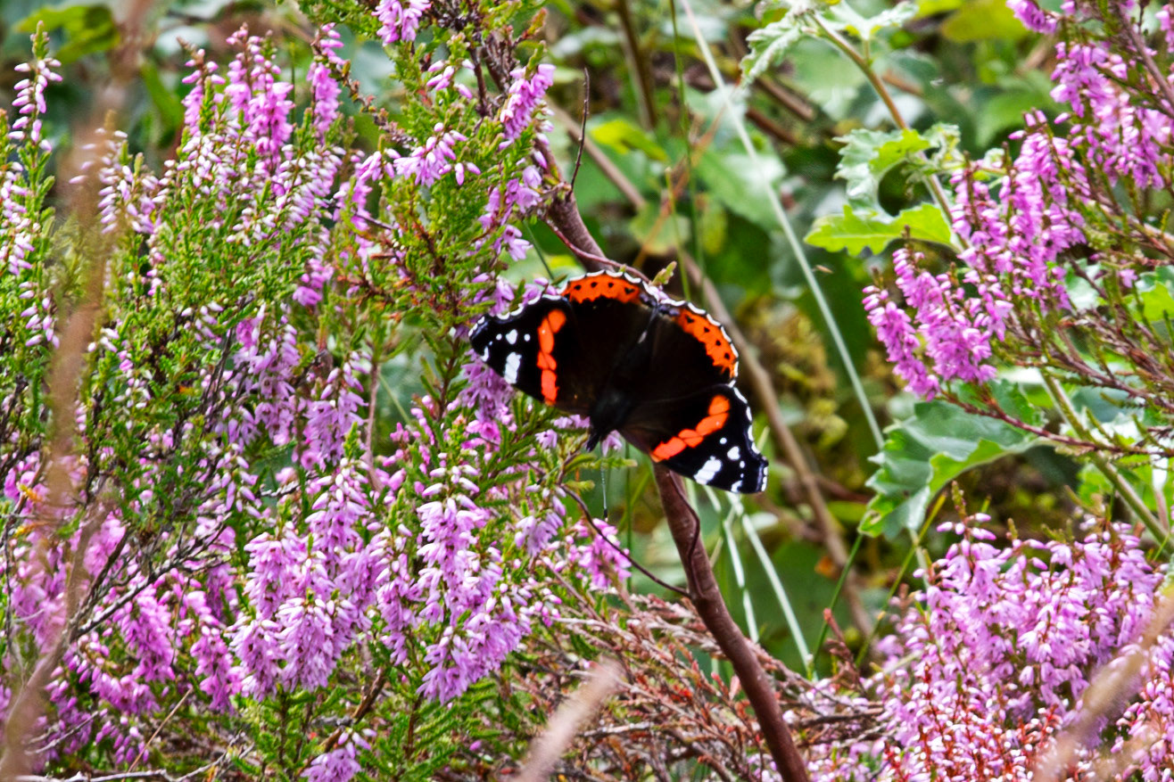 Flanders Moss 06 August 2024