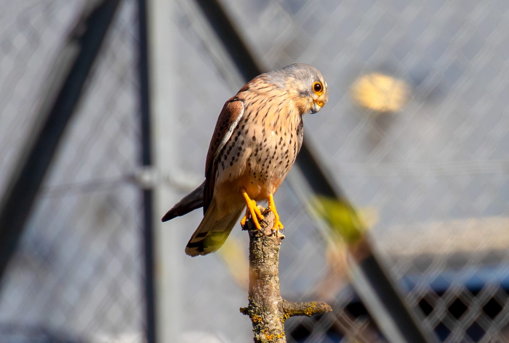 Kestrel Drumcross 10 April 2025