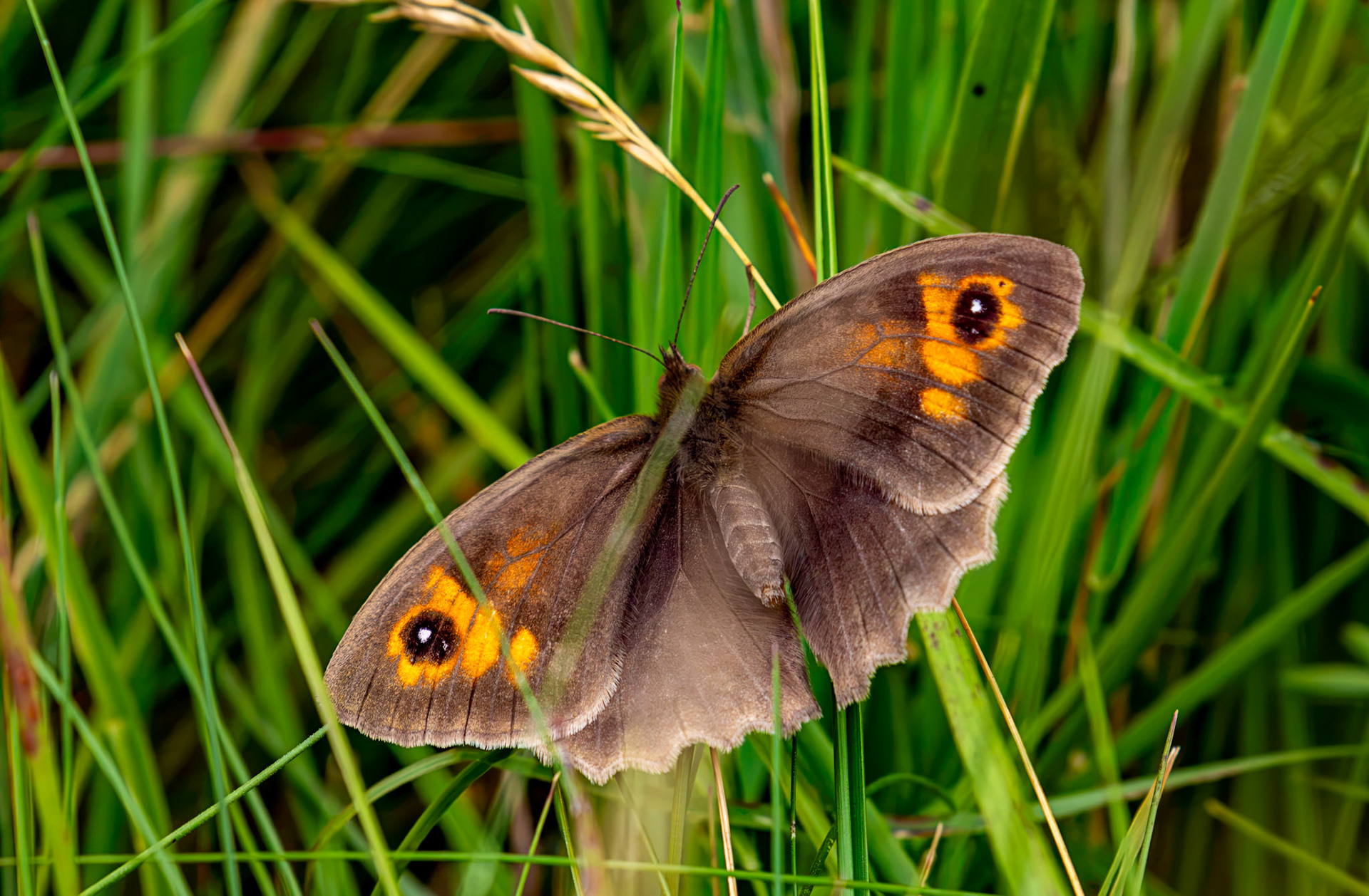 Meadow Brown - Harperrig 14 July 2026