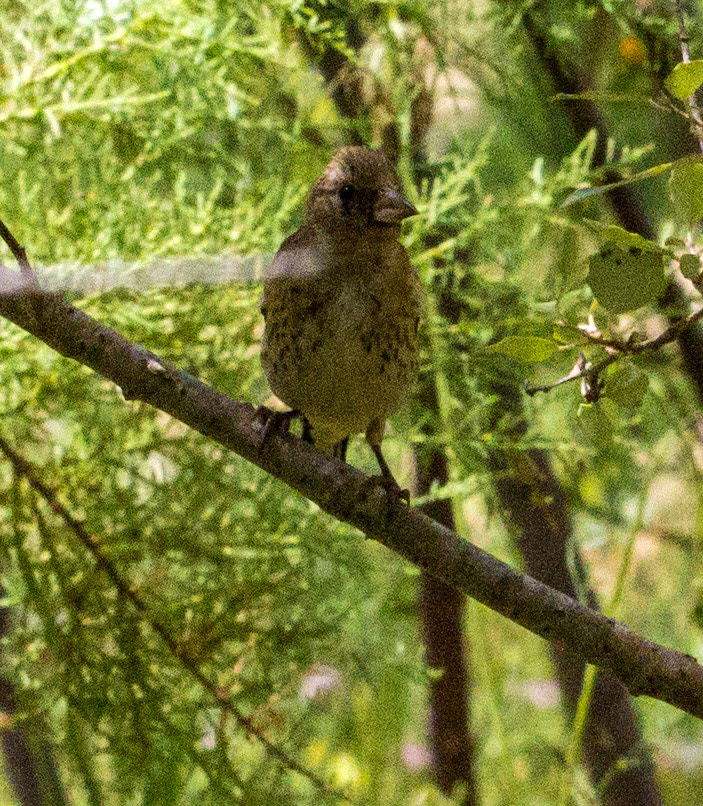 Parc Natural de s'Albufera de MallorcaPlease see my other Photographs at: www.jamespdeans.co.uk