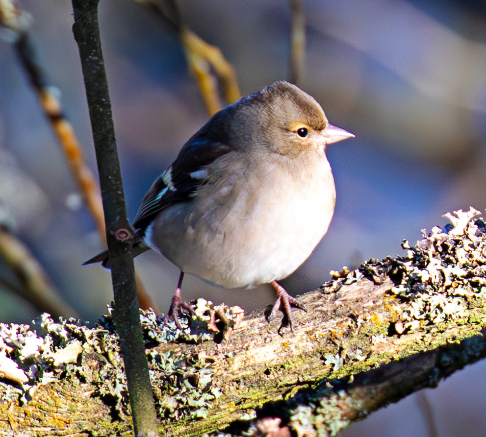 Chaffinch at Bavelaw 30 January 2025